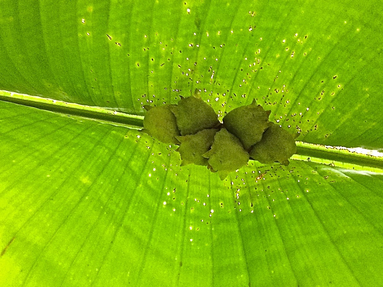  Honduran white bats sleeping under  palm frond 