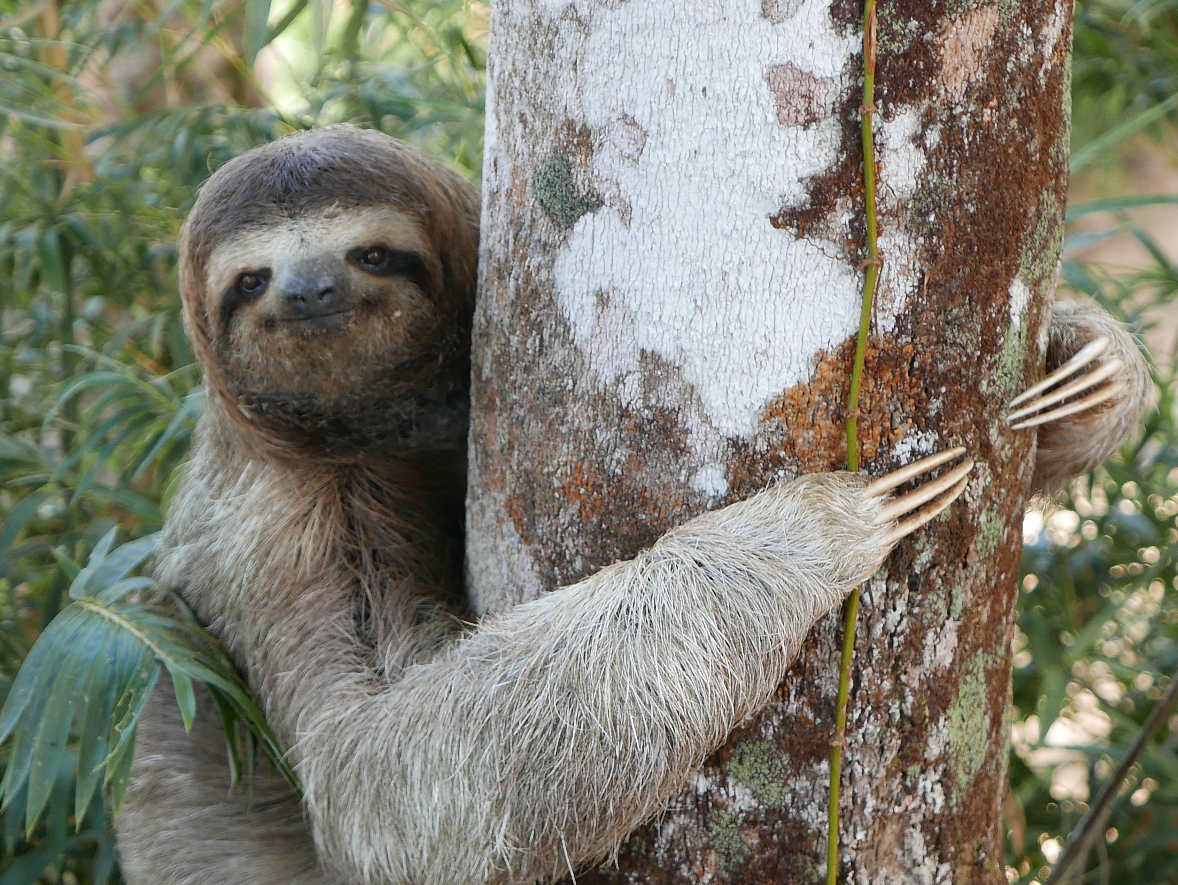  young Three-toed sloth 