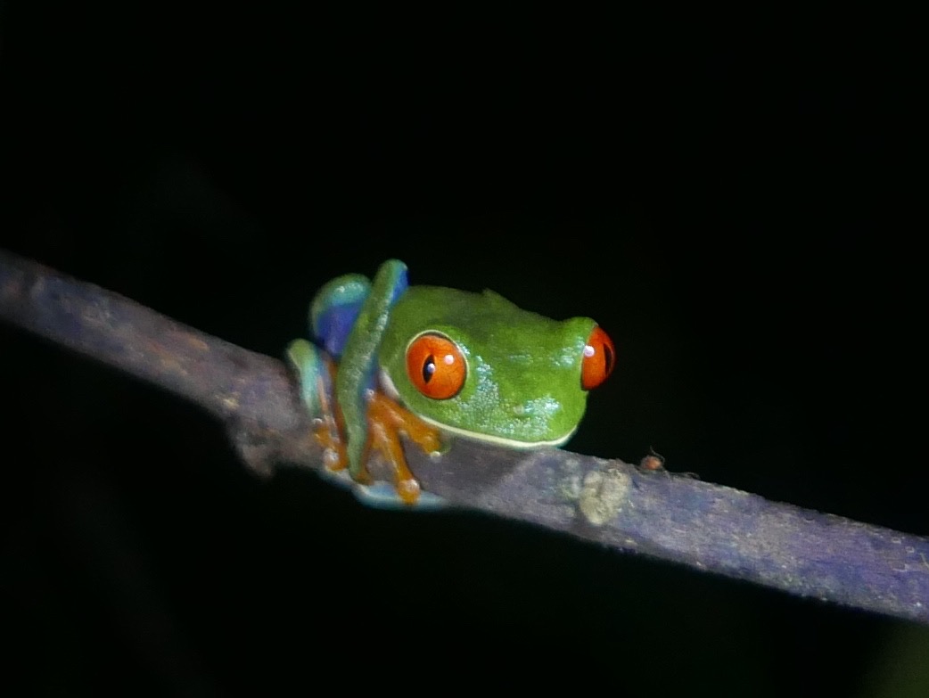  Red-eyed tree frog 