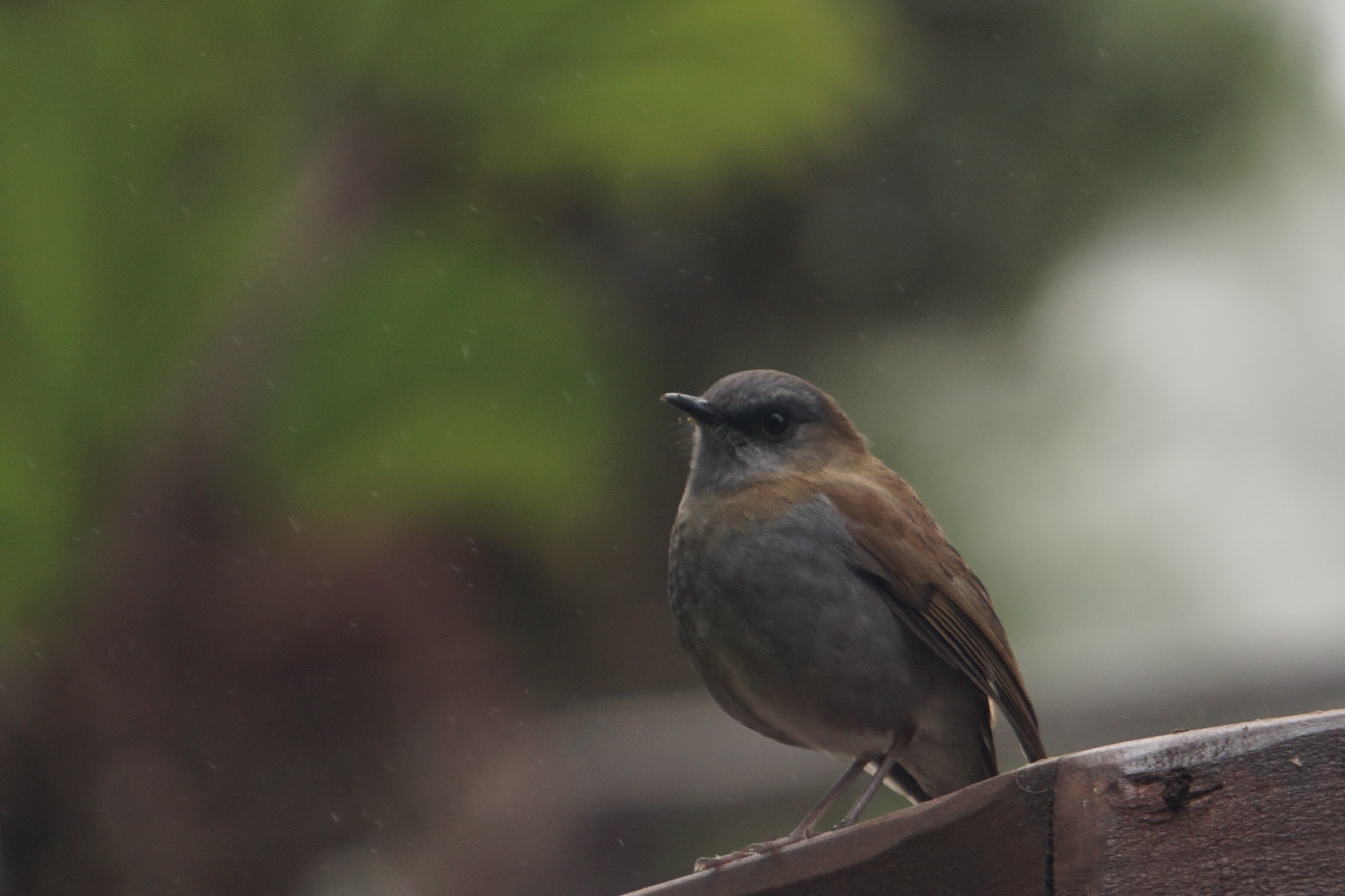  Black-billed nightingale thrush 