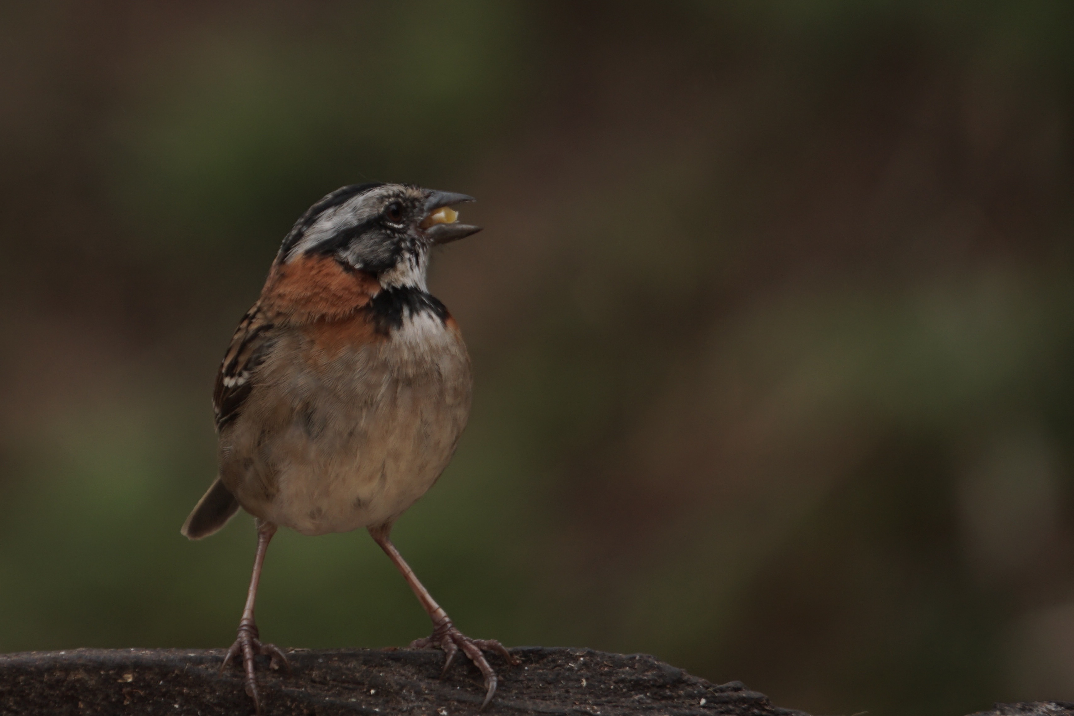  Rufous-collared sparrow 