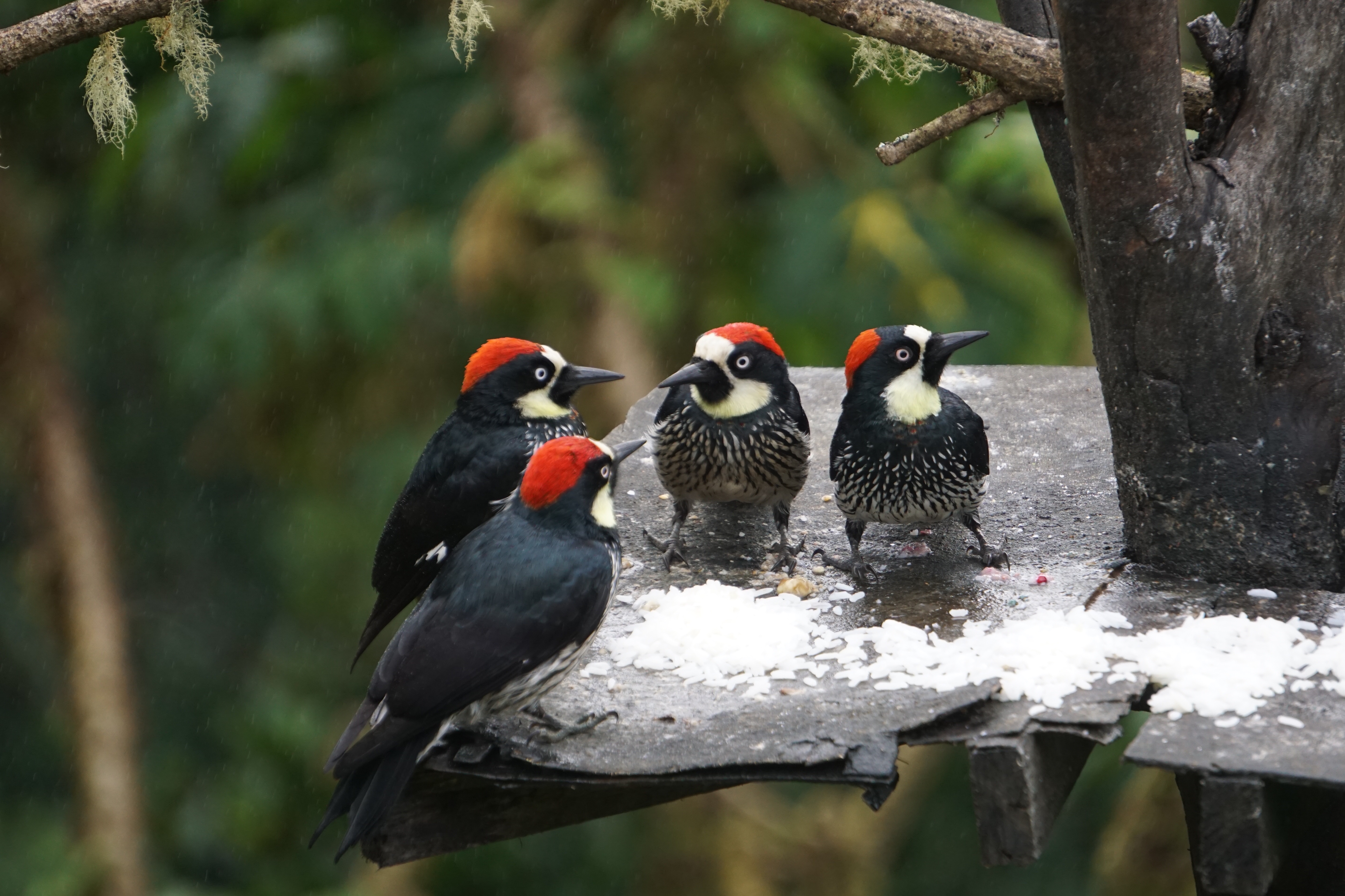  Acorn Woodpeckers 