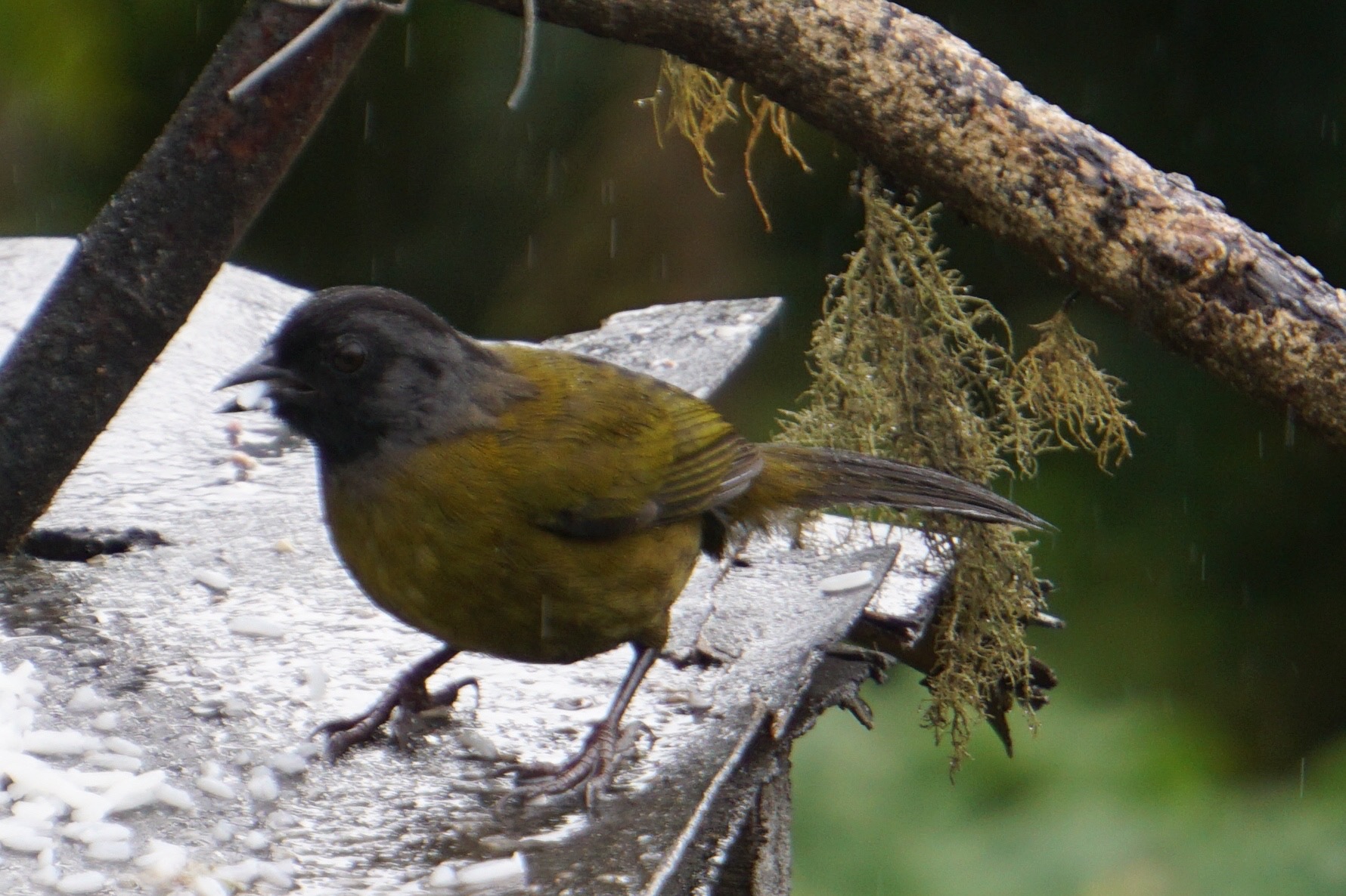  Big-footed Finch 