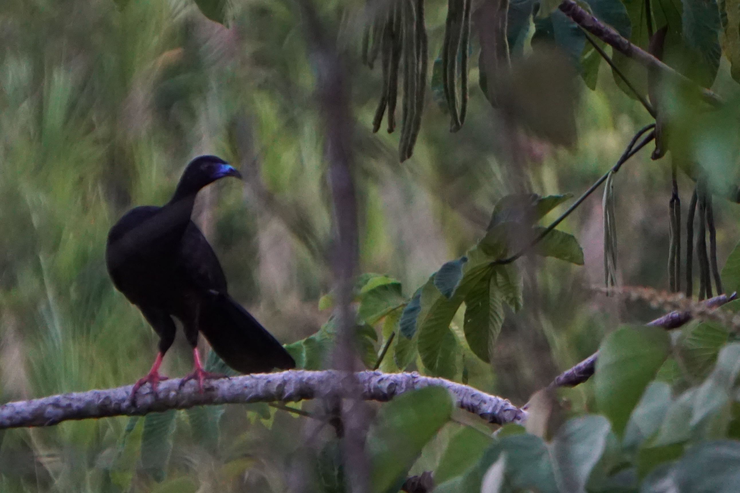  Black Guan 