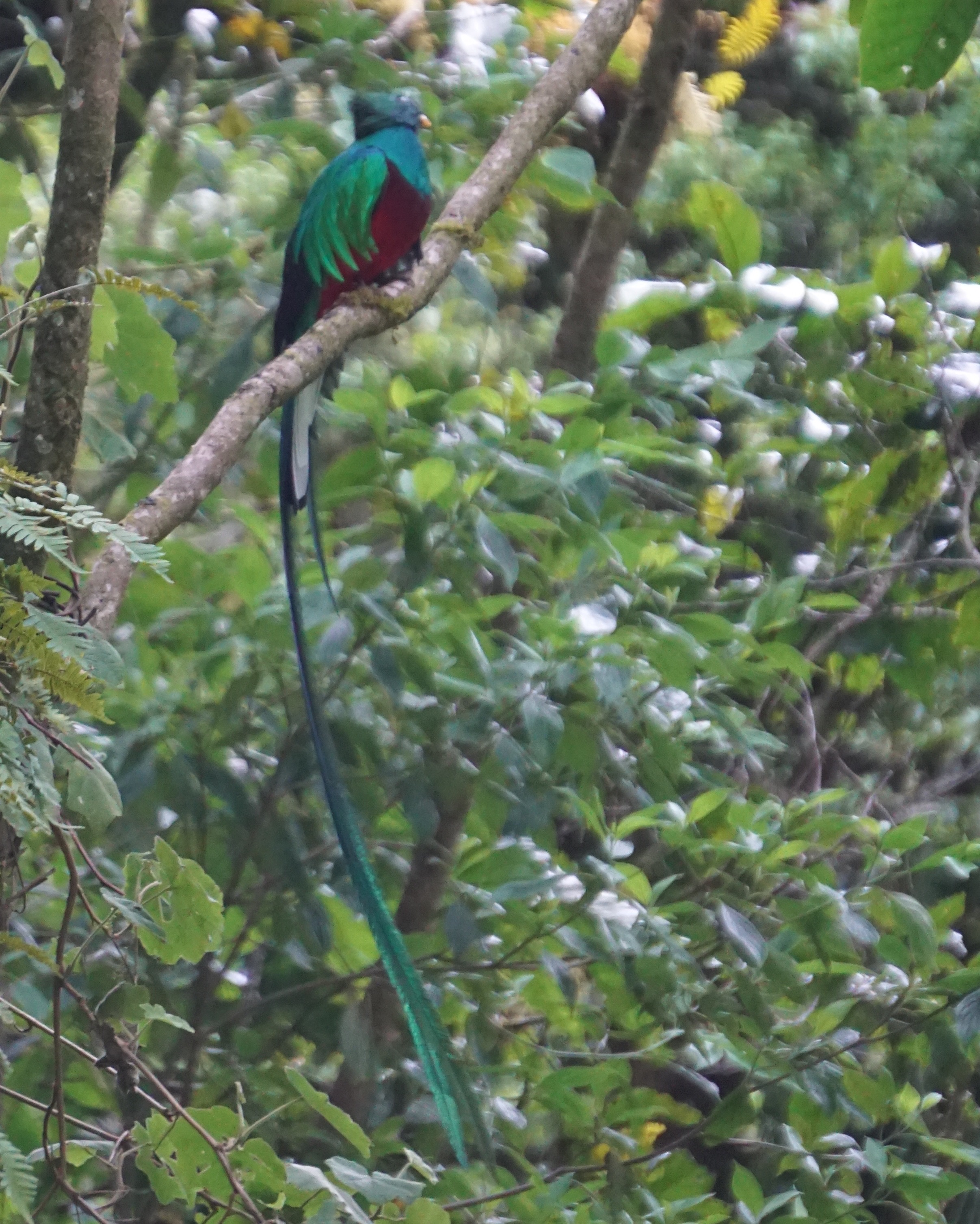  Quetzal 