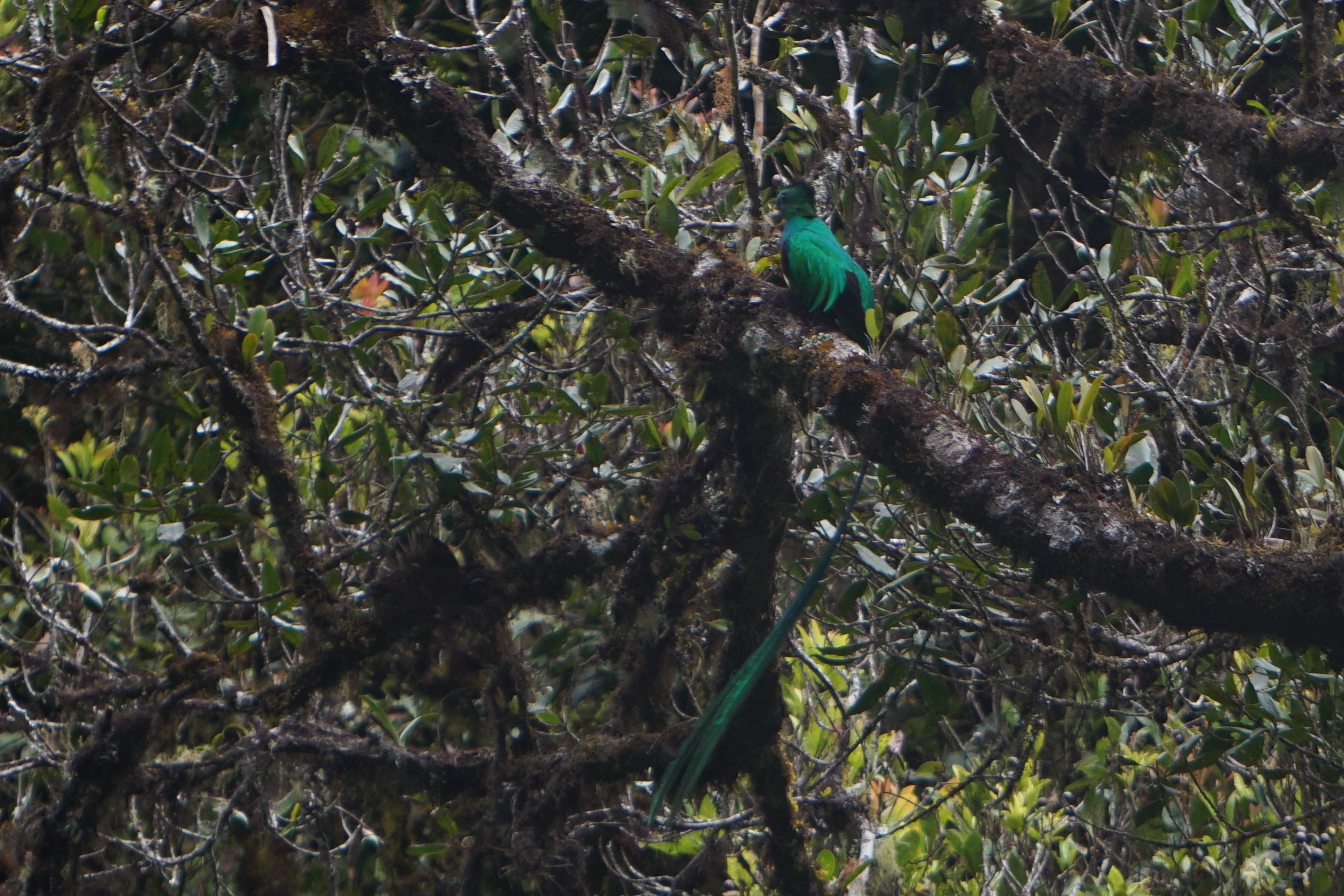  Resplendent Quetzal 