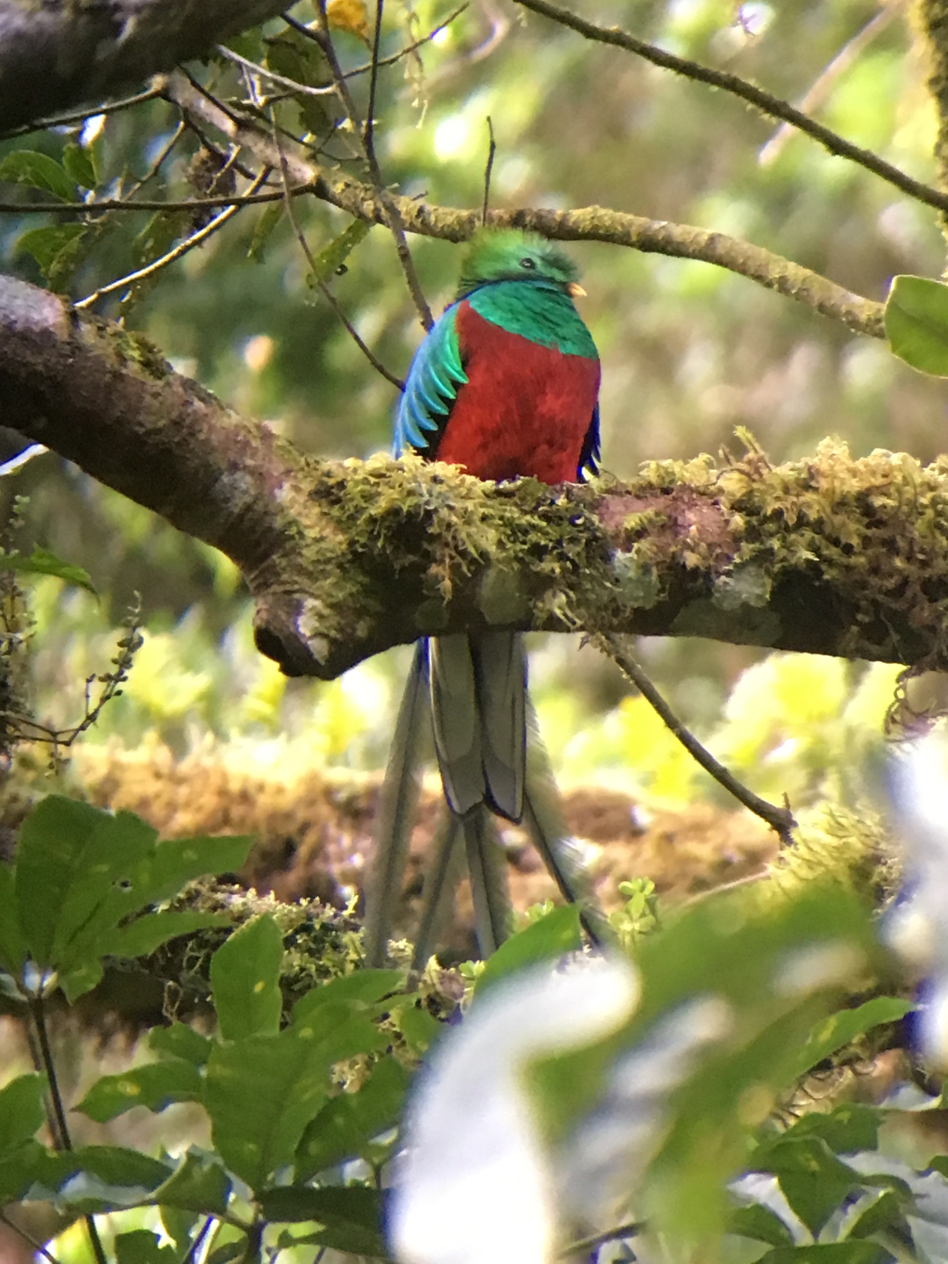  Resplendent Quetzal 