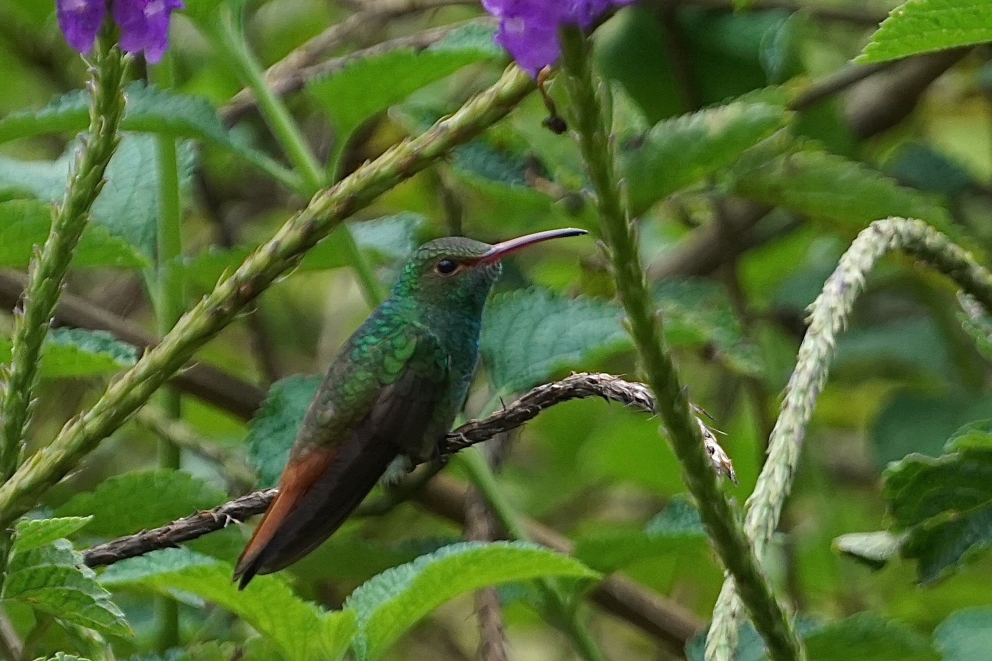  Rufous-tailed Hummingbird 