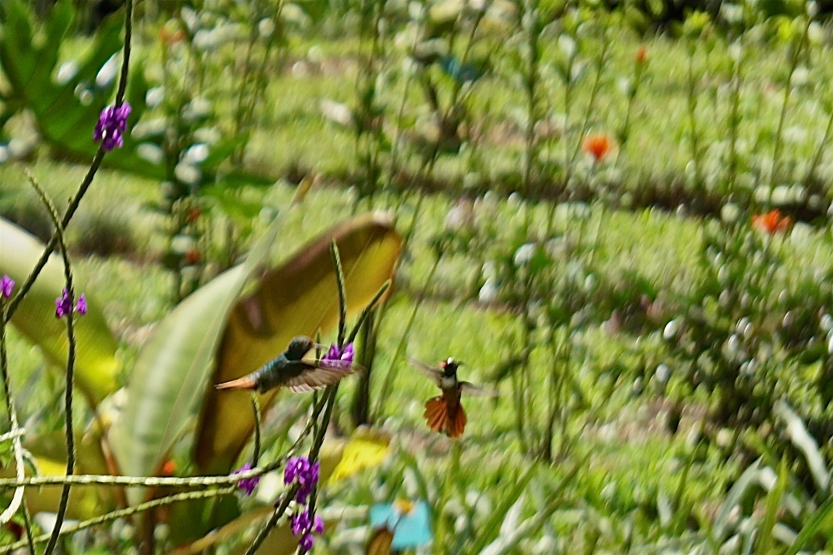  Rufous-tailed Hummingbird and White-crested Coquette squabbling 