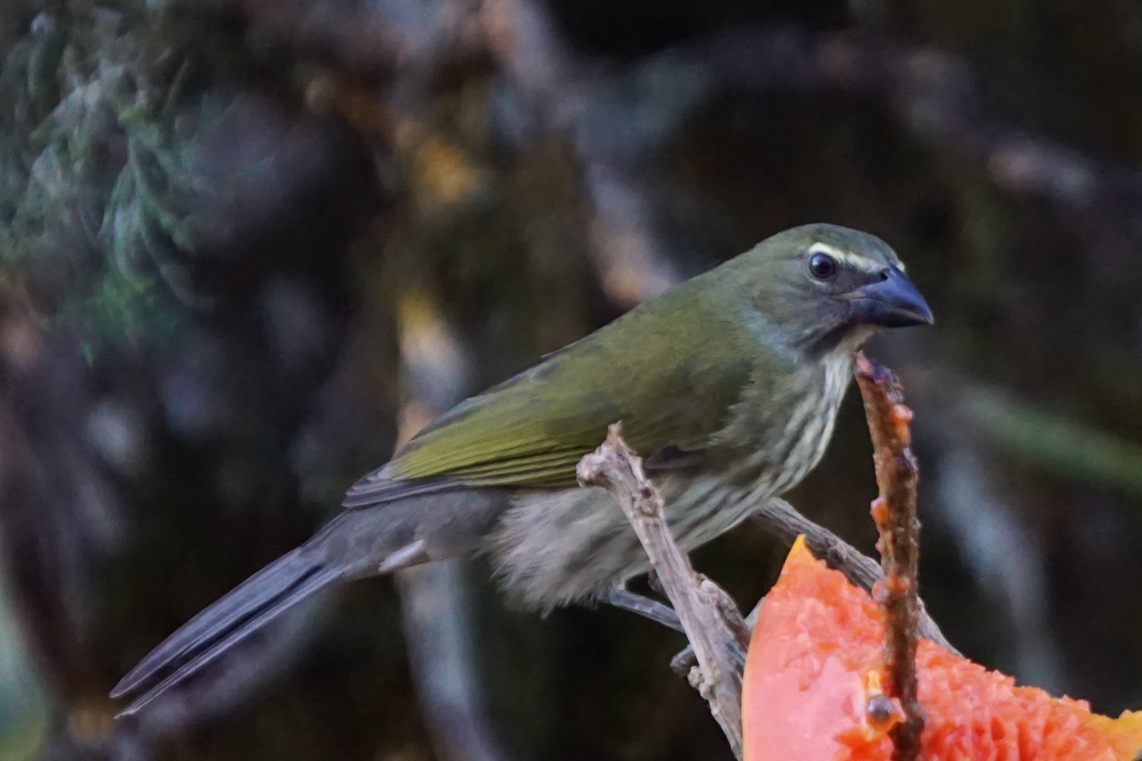  Streak-breasted Saltator 