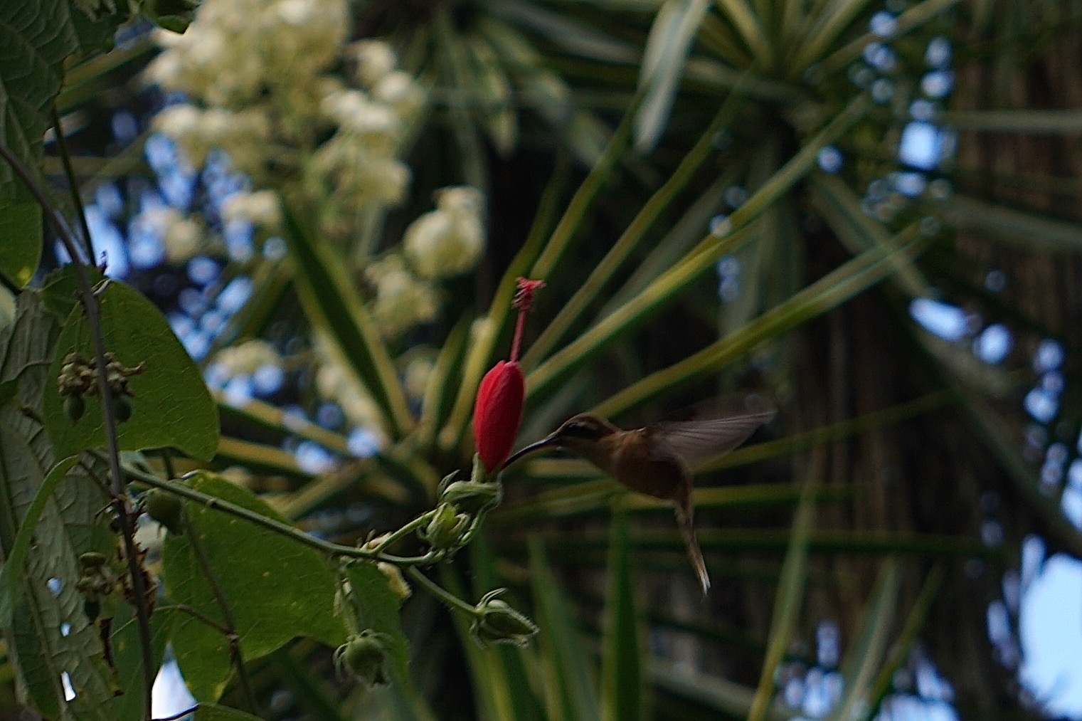  Stripe-throated Hermit 