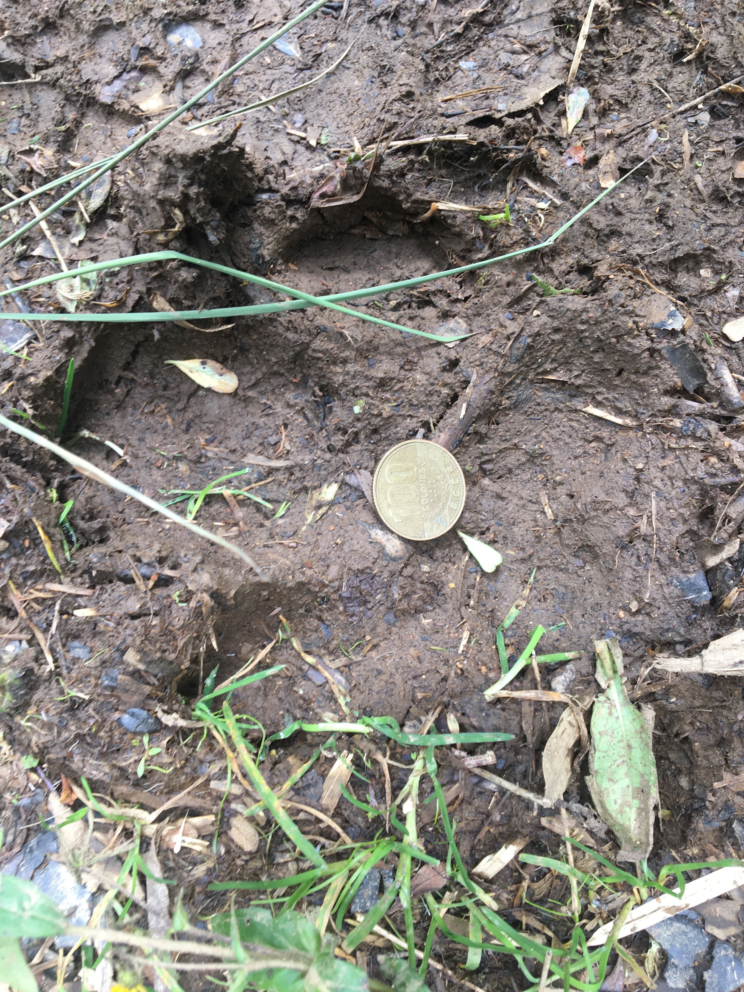 Tapir track 