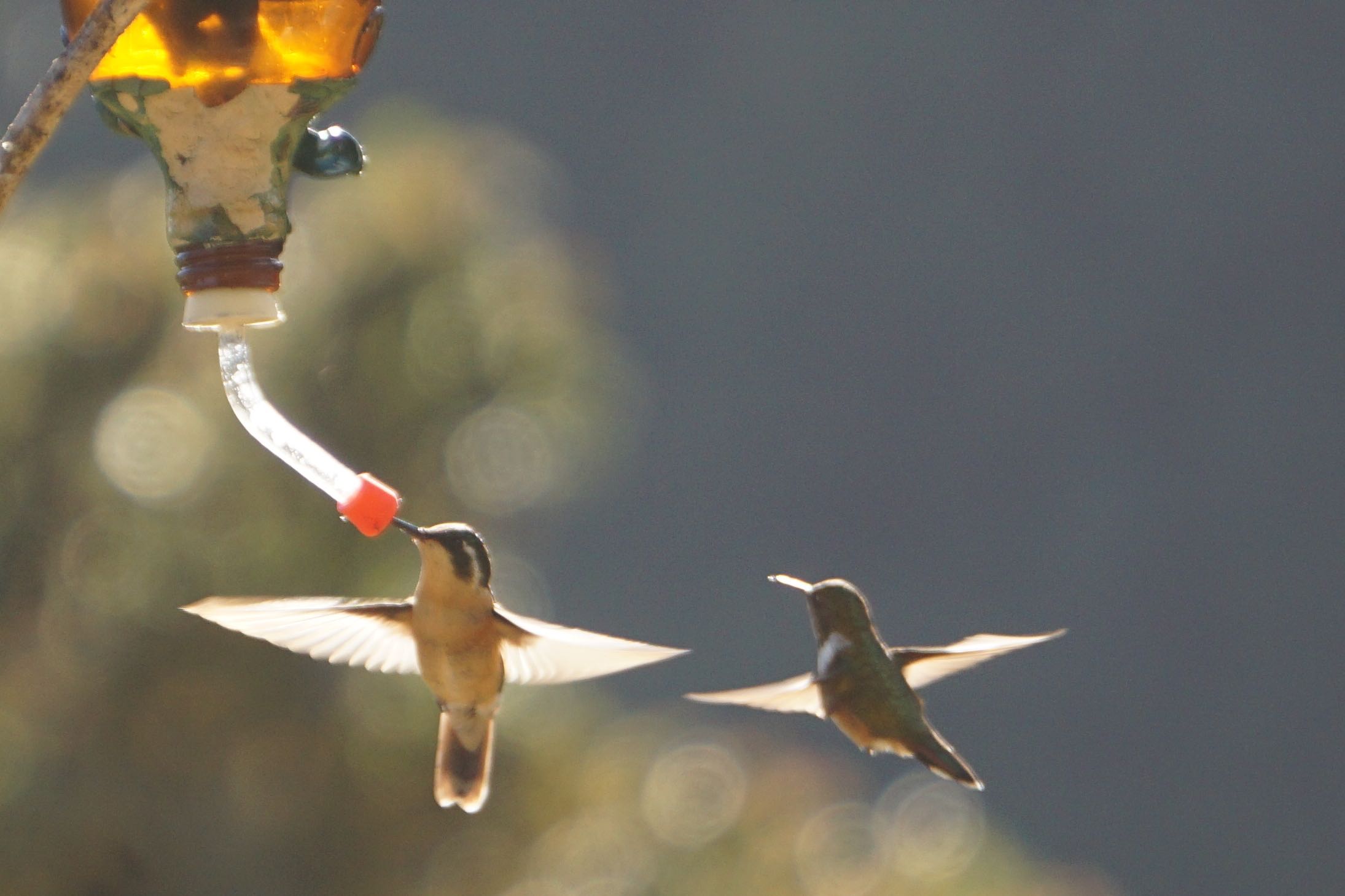  Volcano Hummingbirds - male and female 