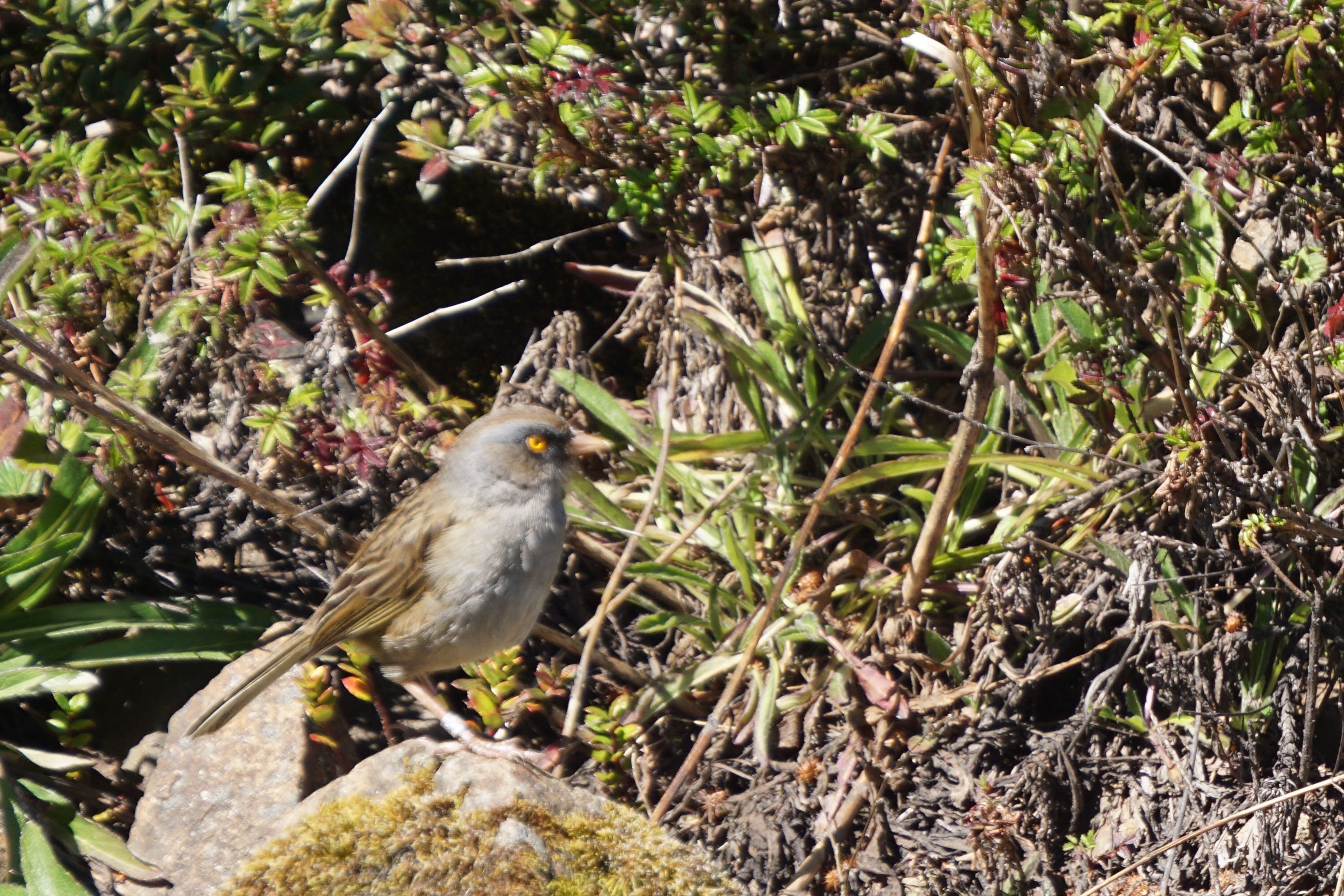  Volcano Junco 