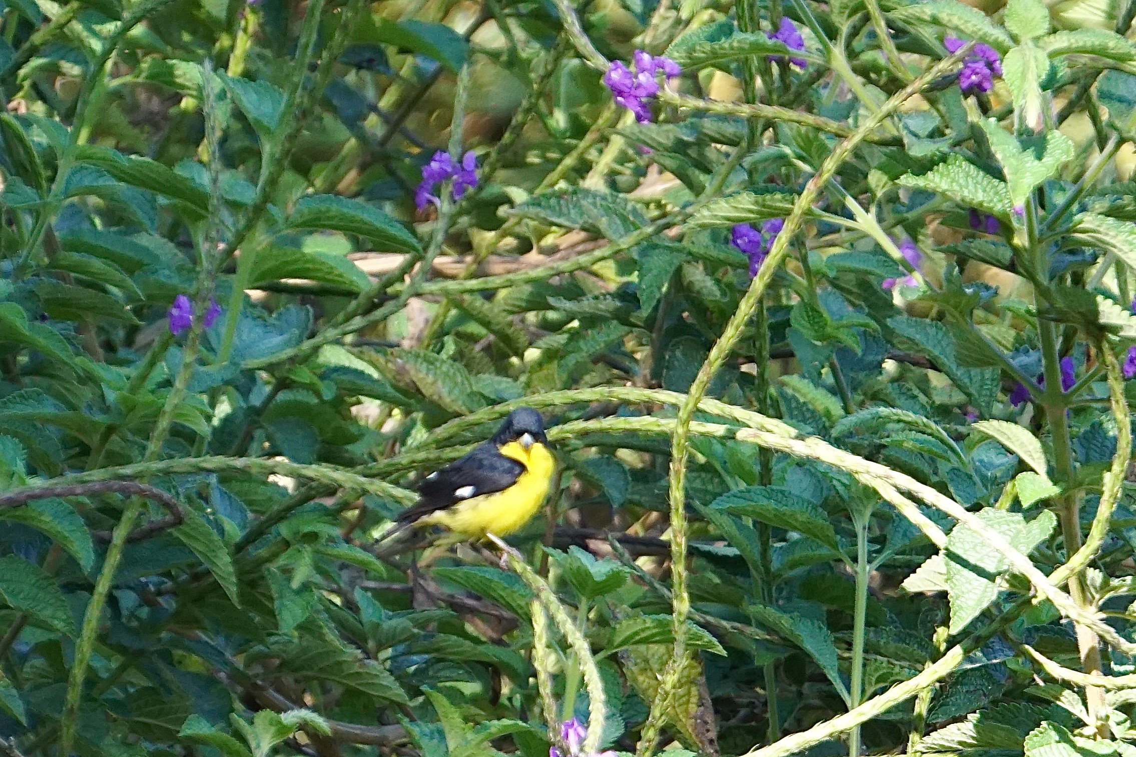  Yellow-bellied Siskin 