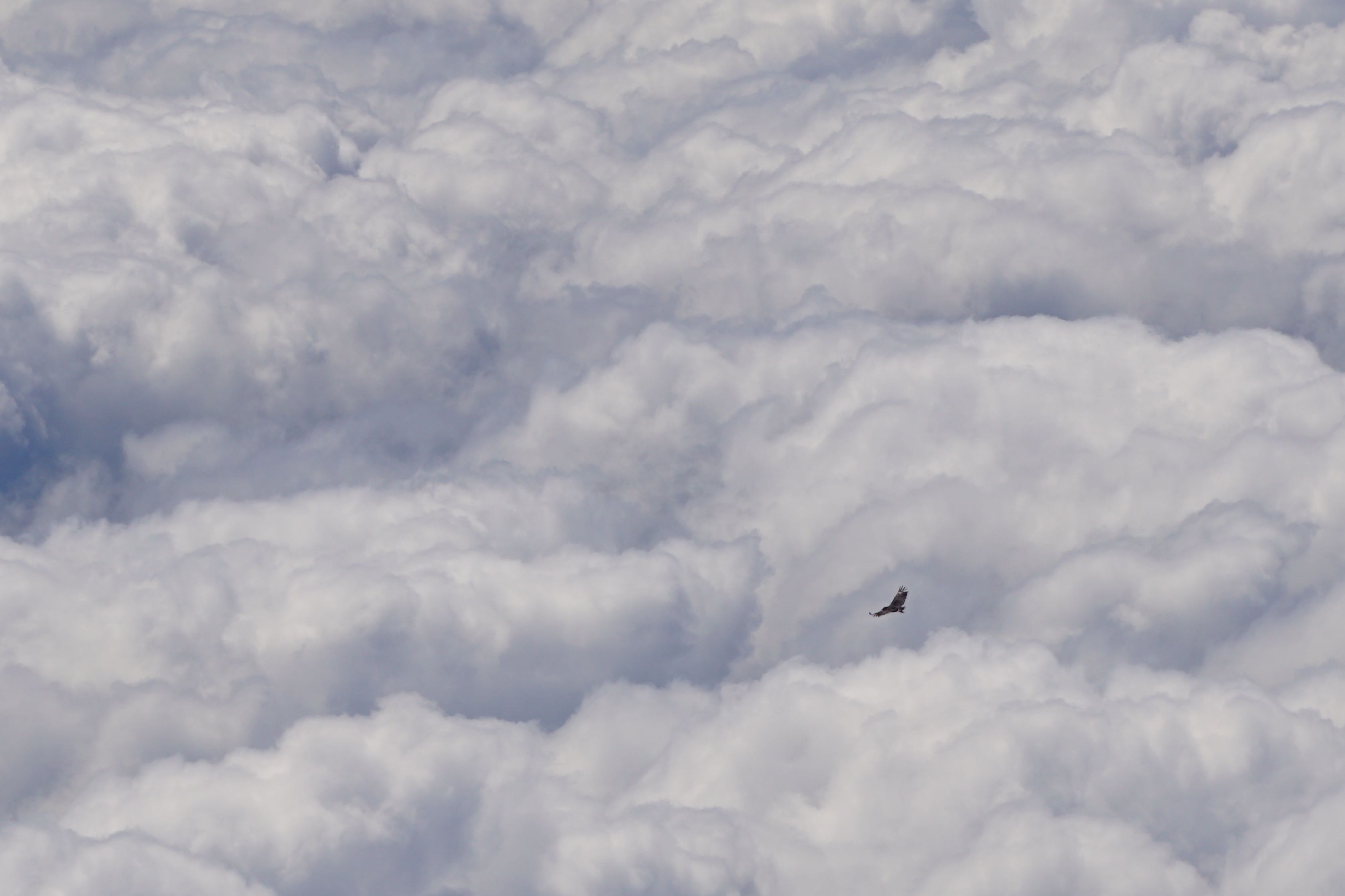  Black Vulture above the clouds 