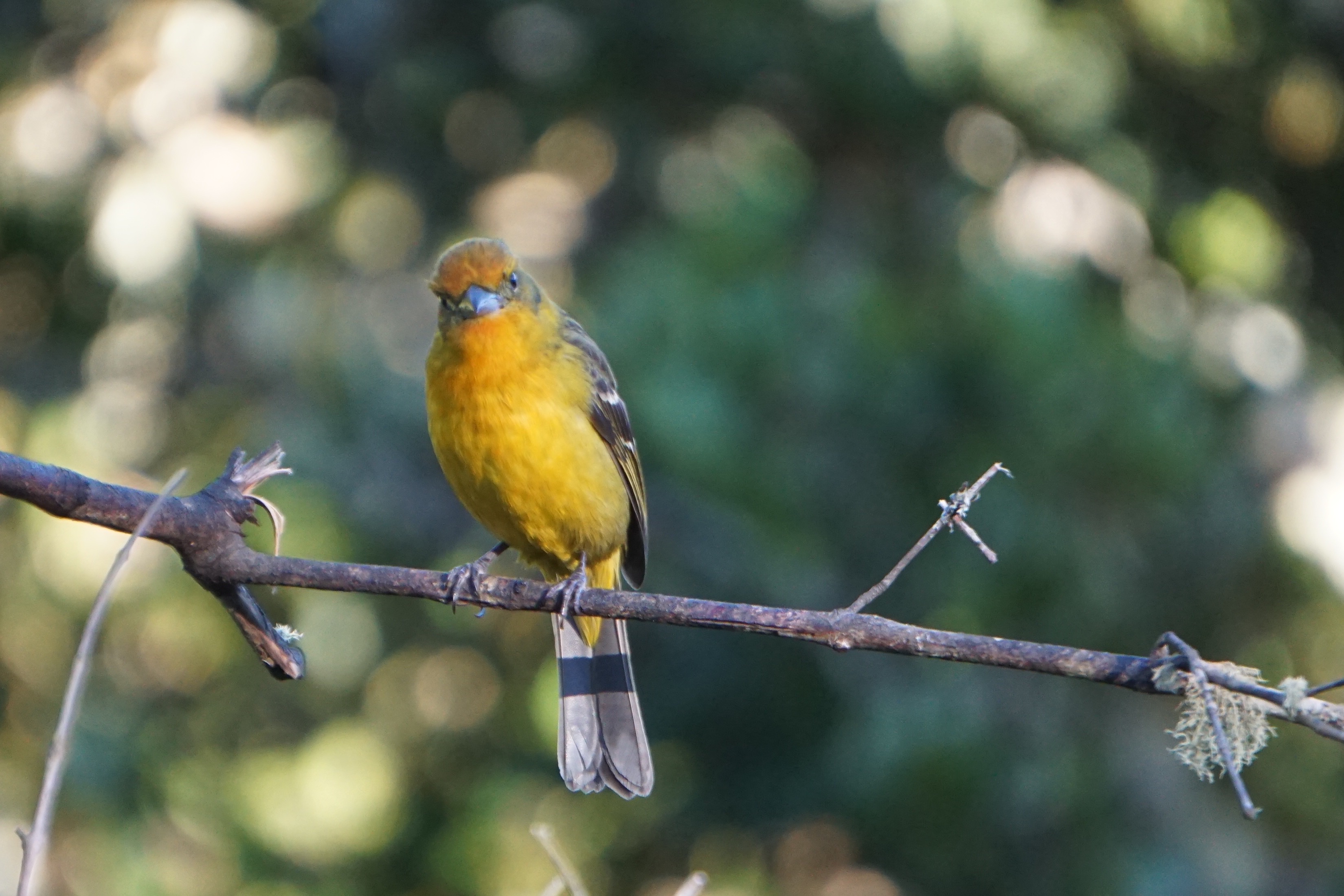  Flame-colored Tanager -female 