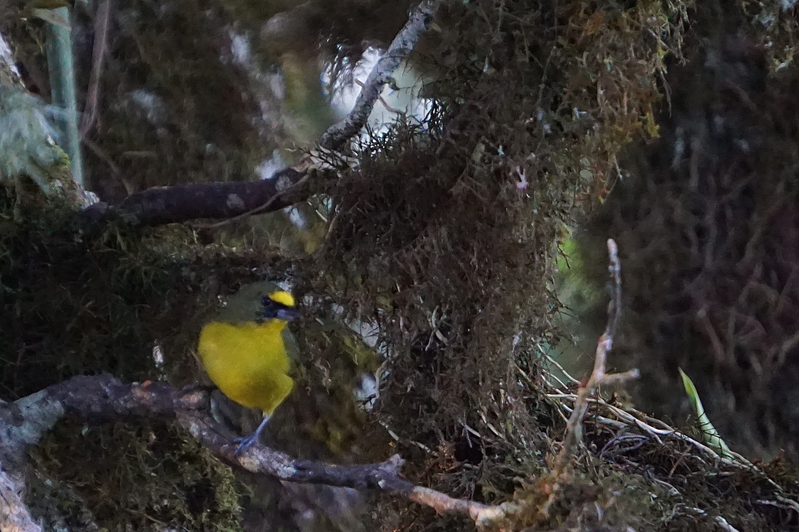  Spot-crowned Euphonia - female 