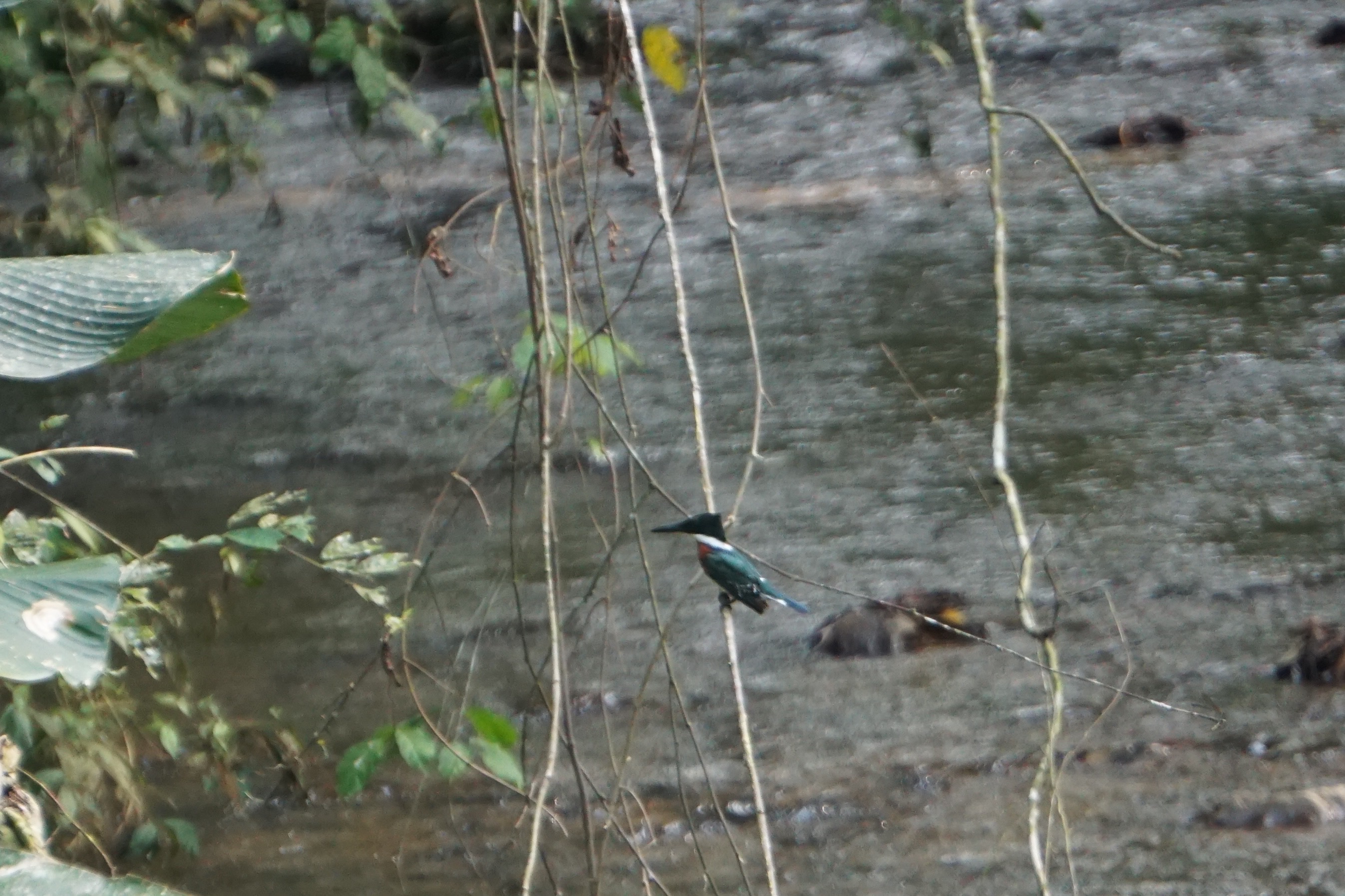  Green kingfisher 