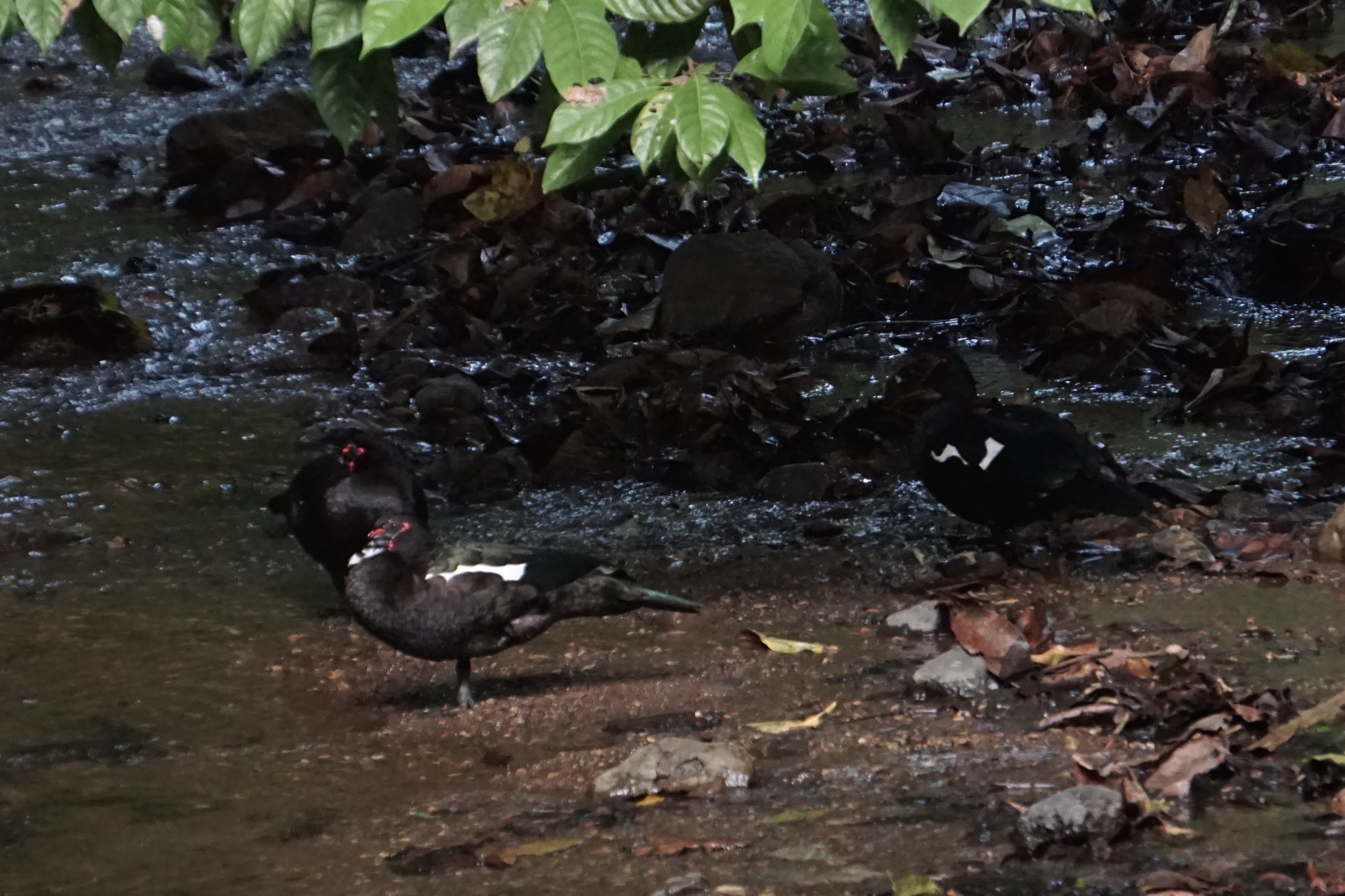  Muscovy ducks 