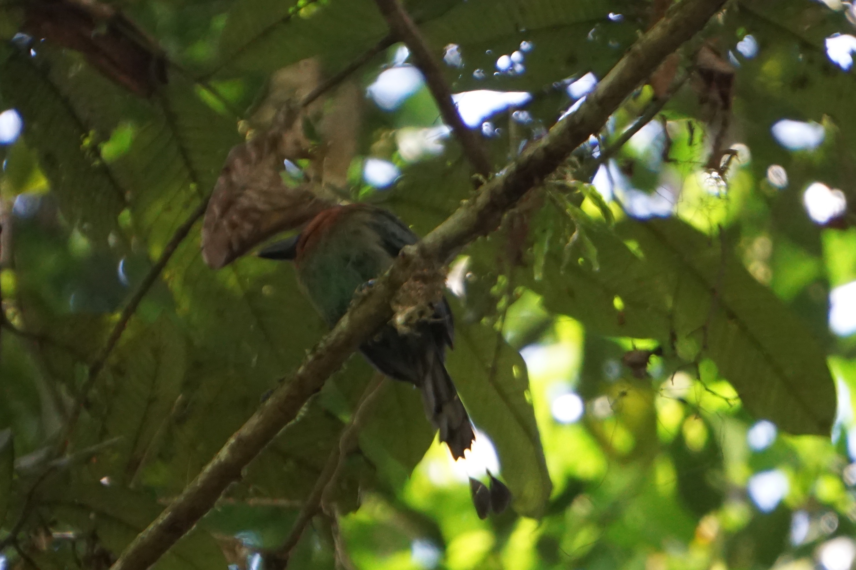  Broad-billed motmot 