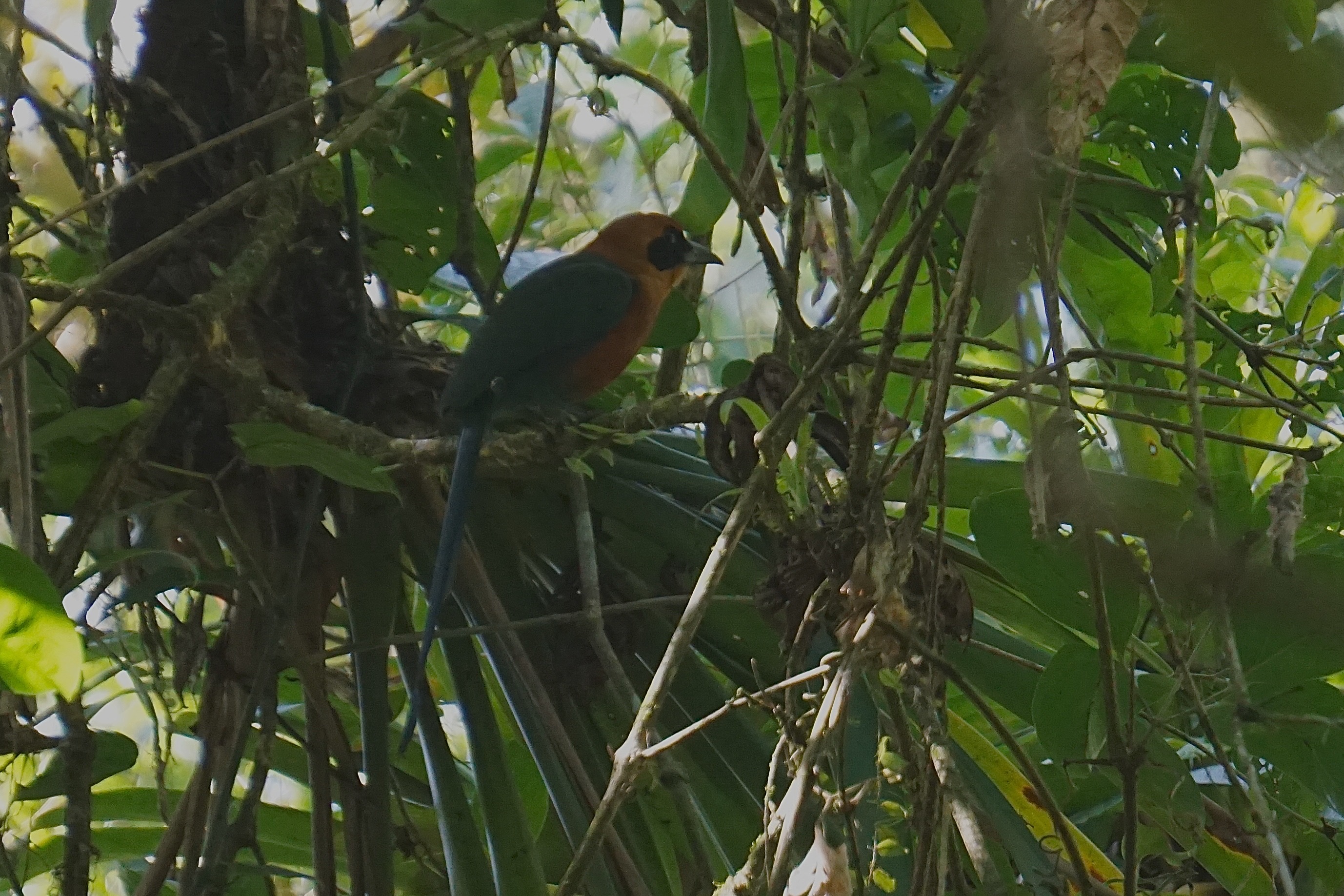  Rufous motmot 