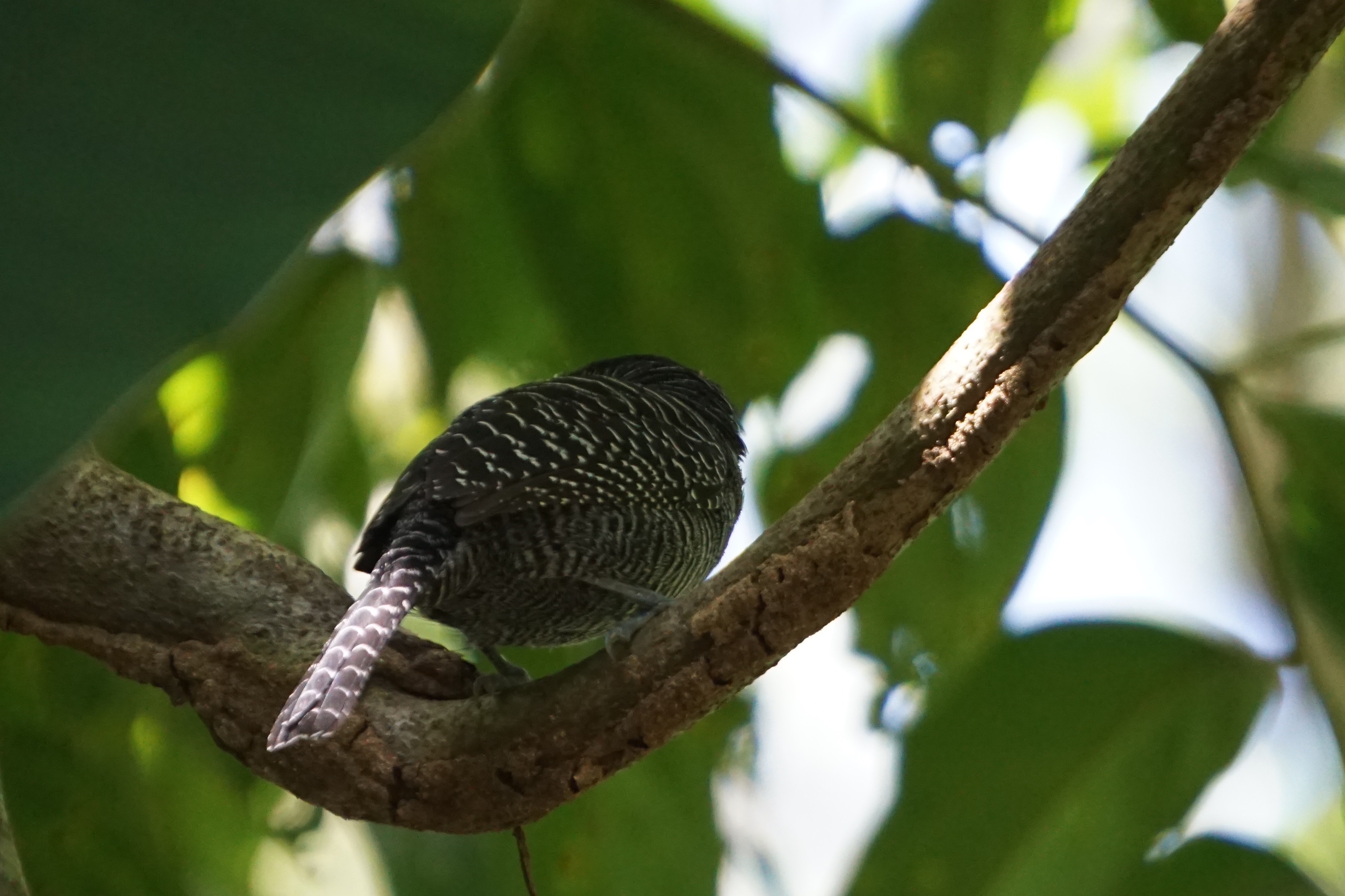  Fasciated antshrike 