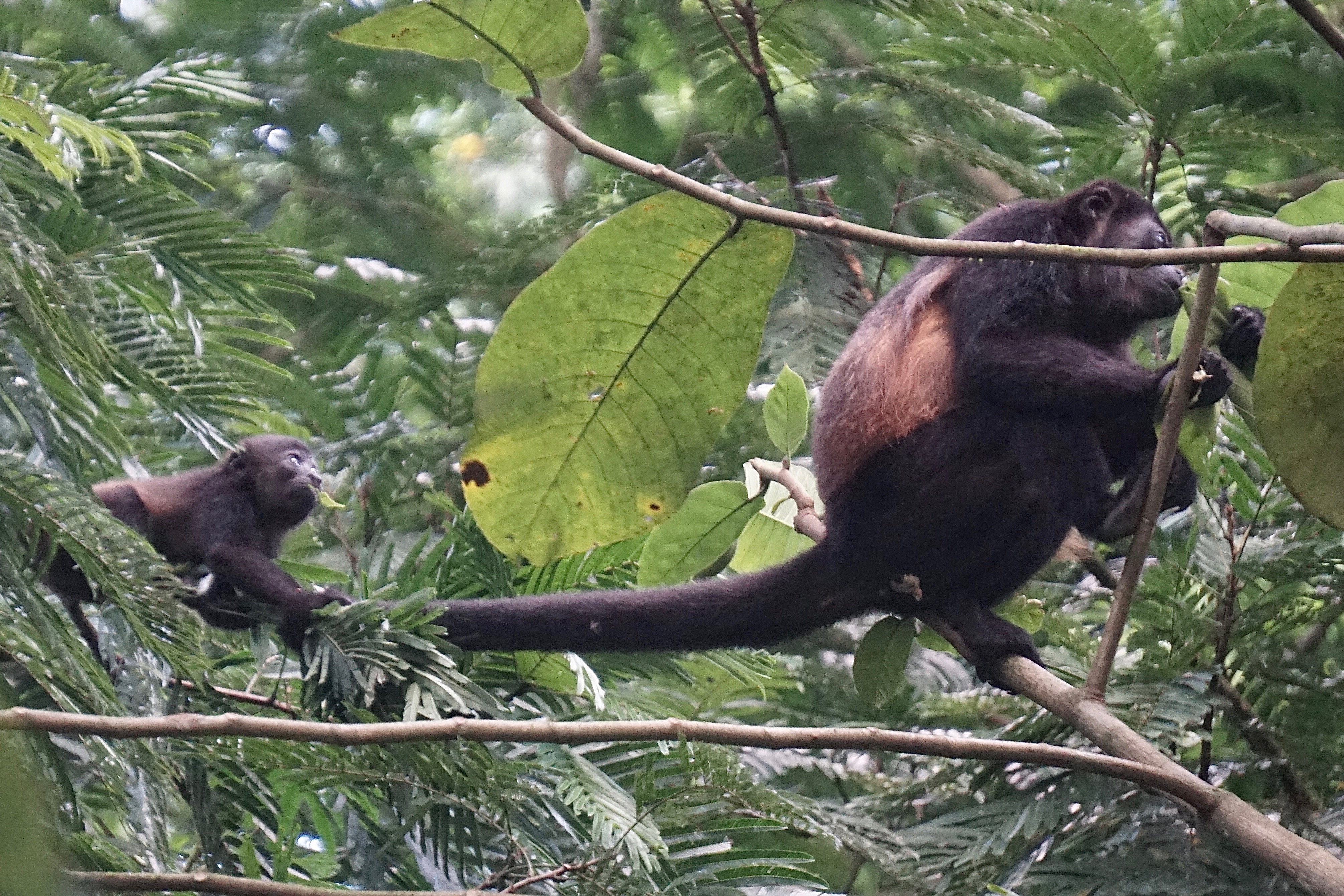  Howler monkey 