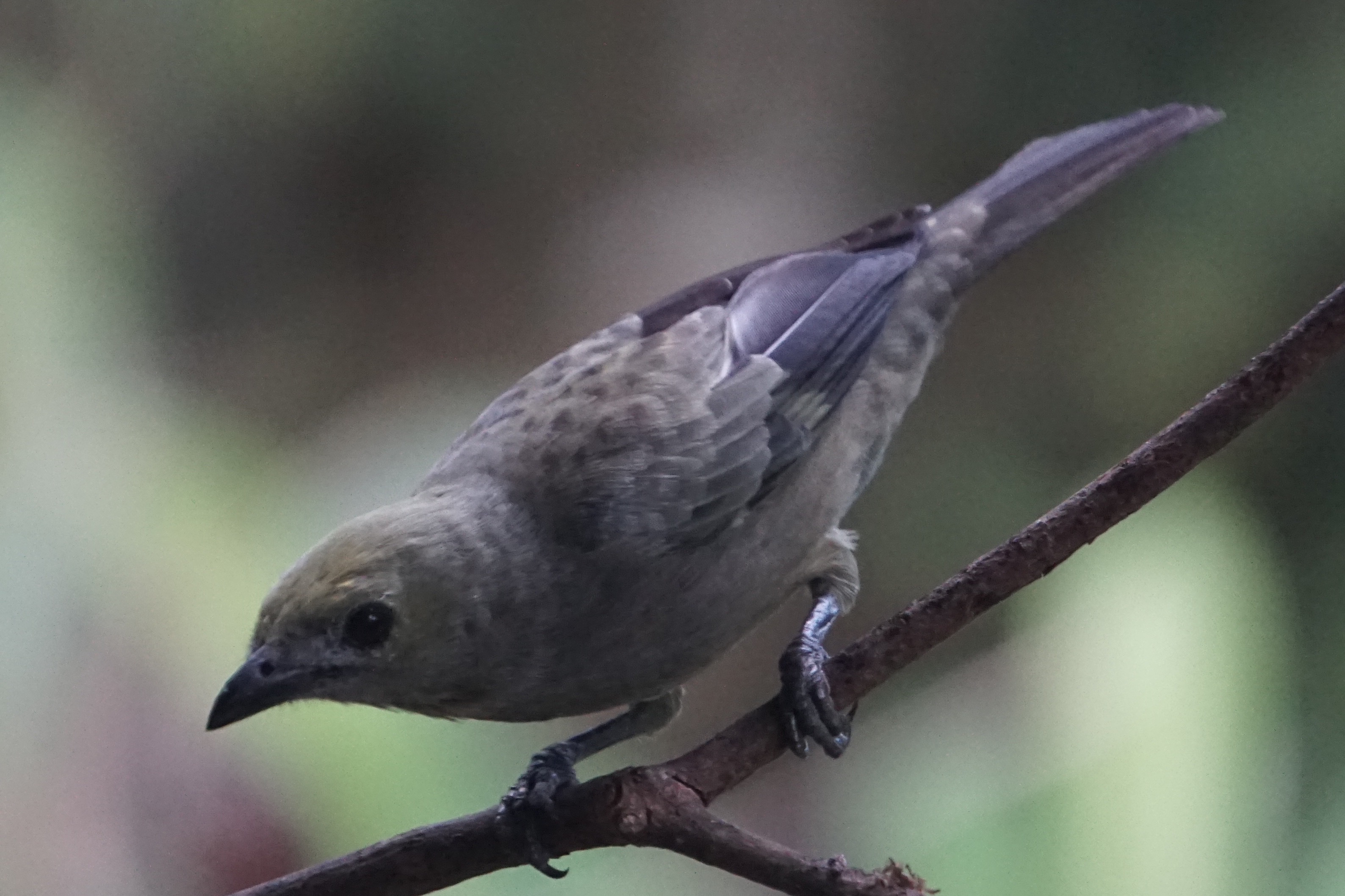 Plain-colored tanager 