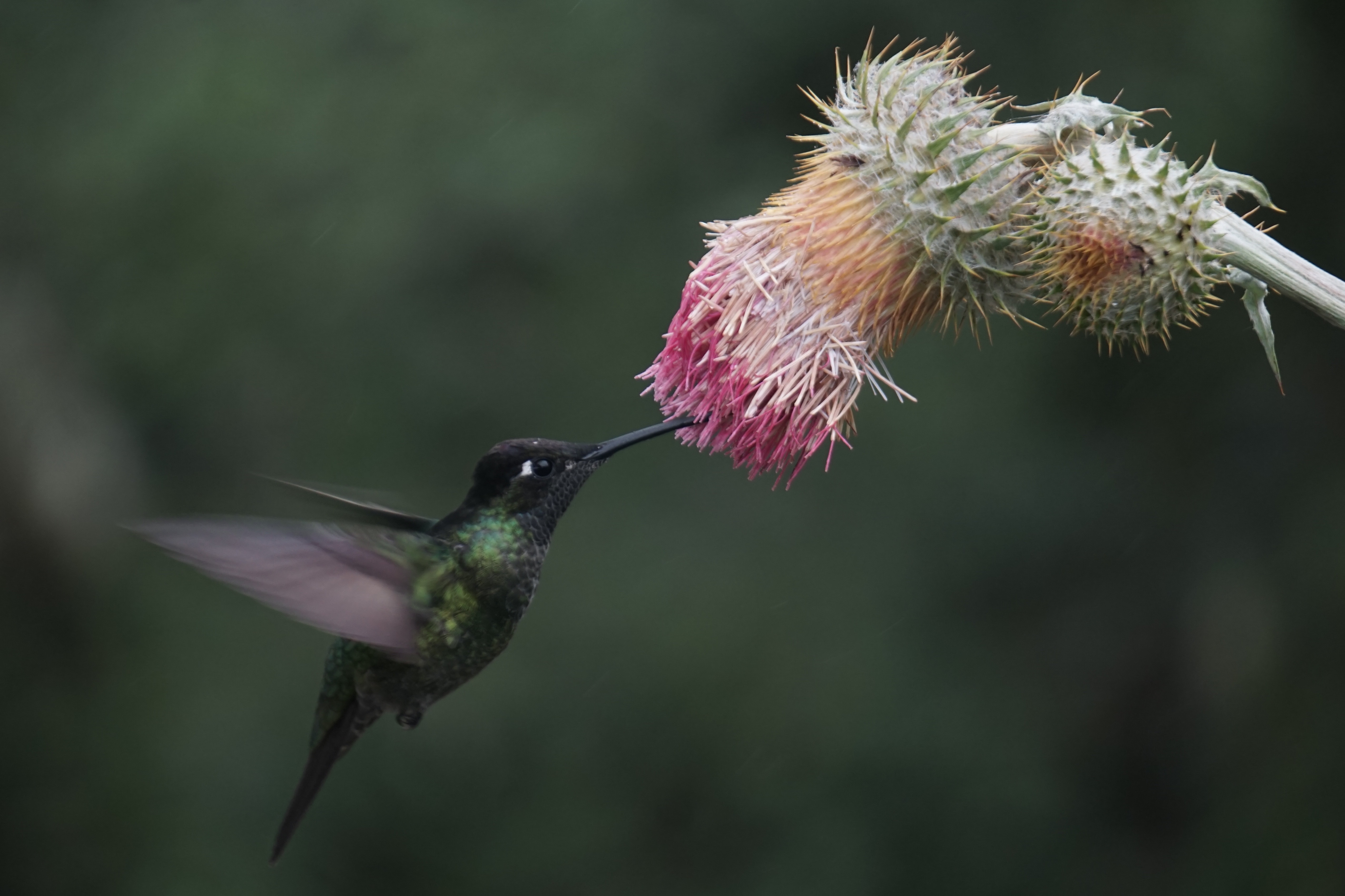 Gallery Costa Rica Birding and Wildlife Tours