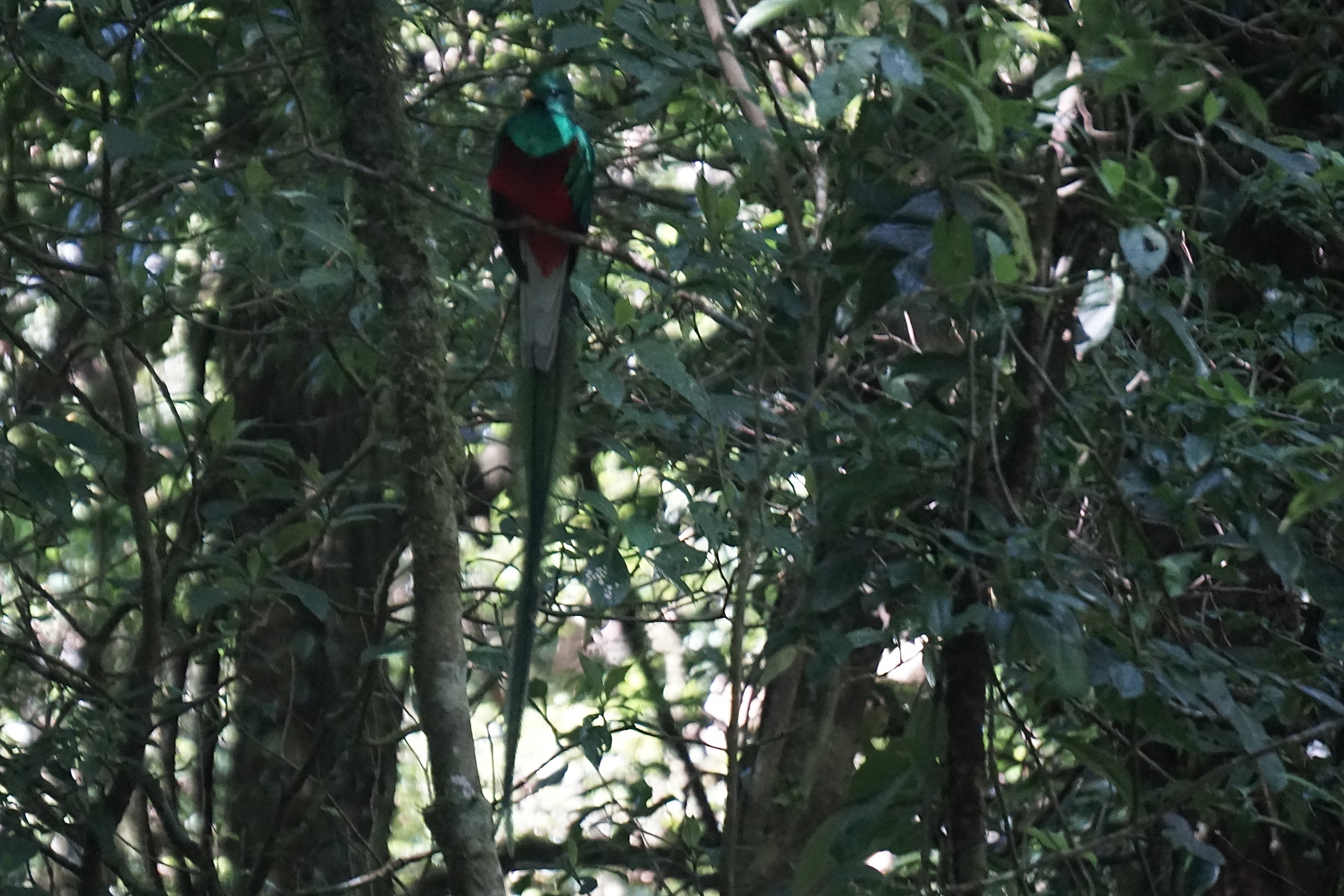  Resplendent quetzal 