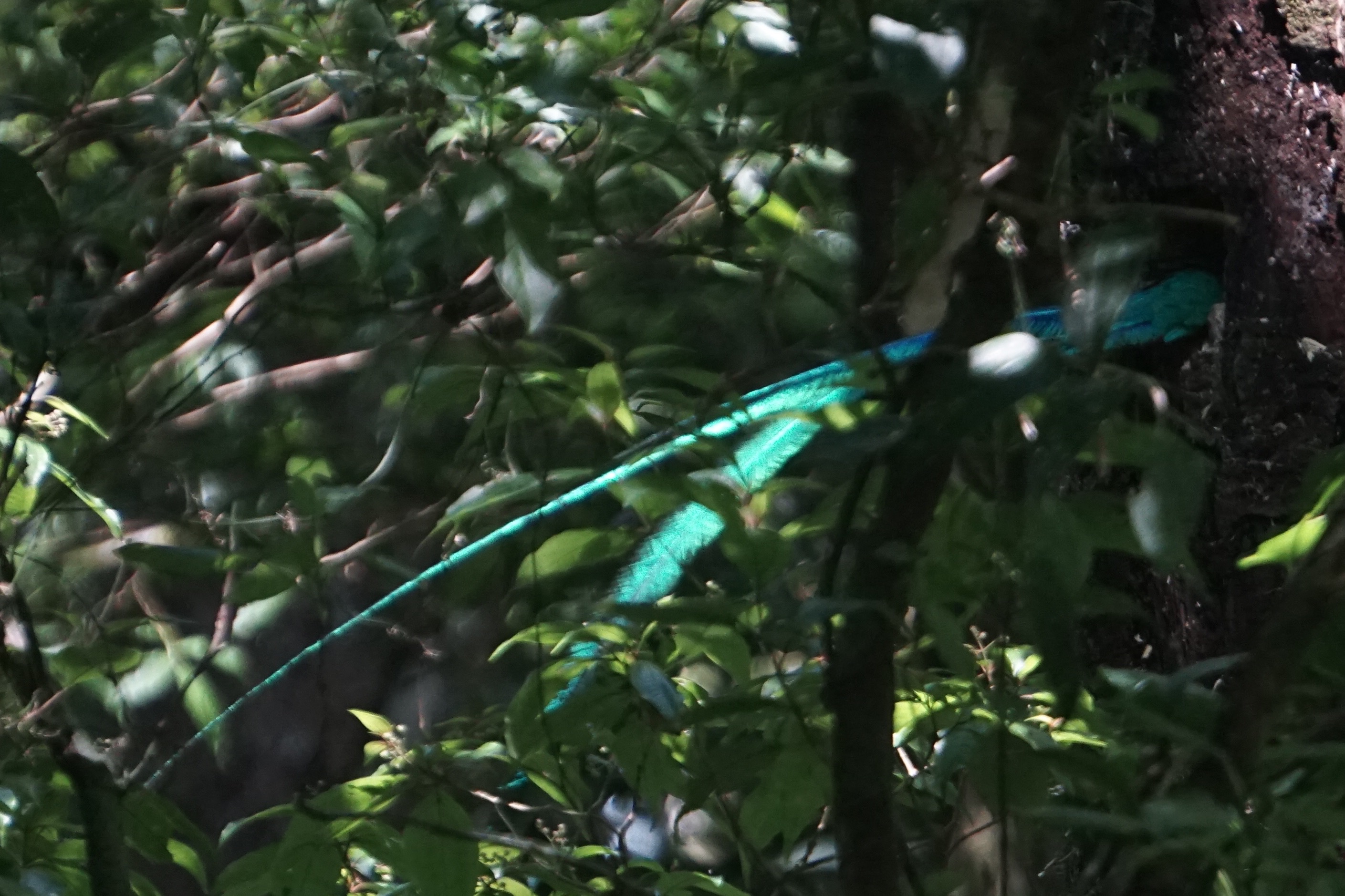  Quetzal tail sticking out of the nest 