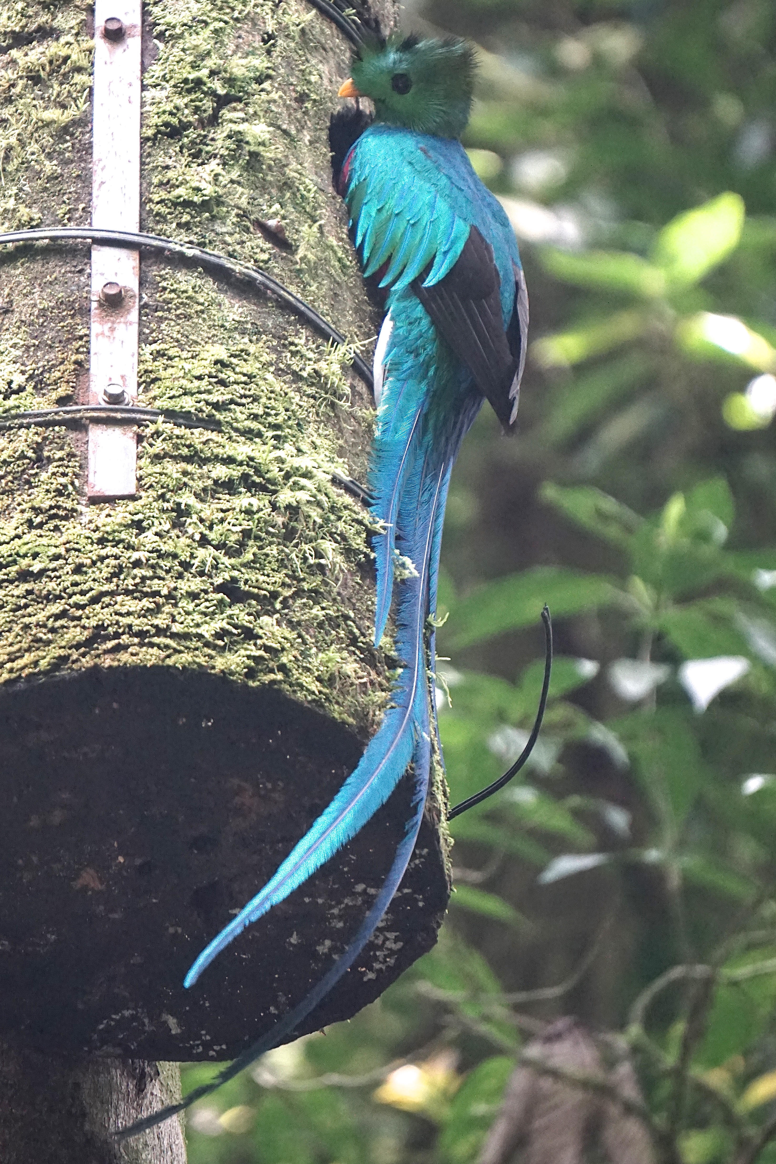  male Quetzal at a nesting box 