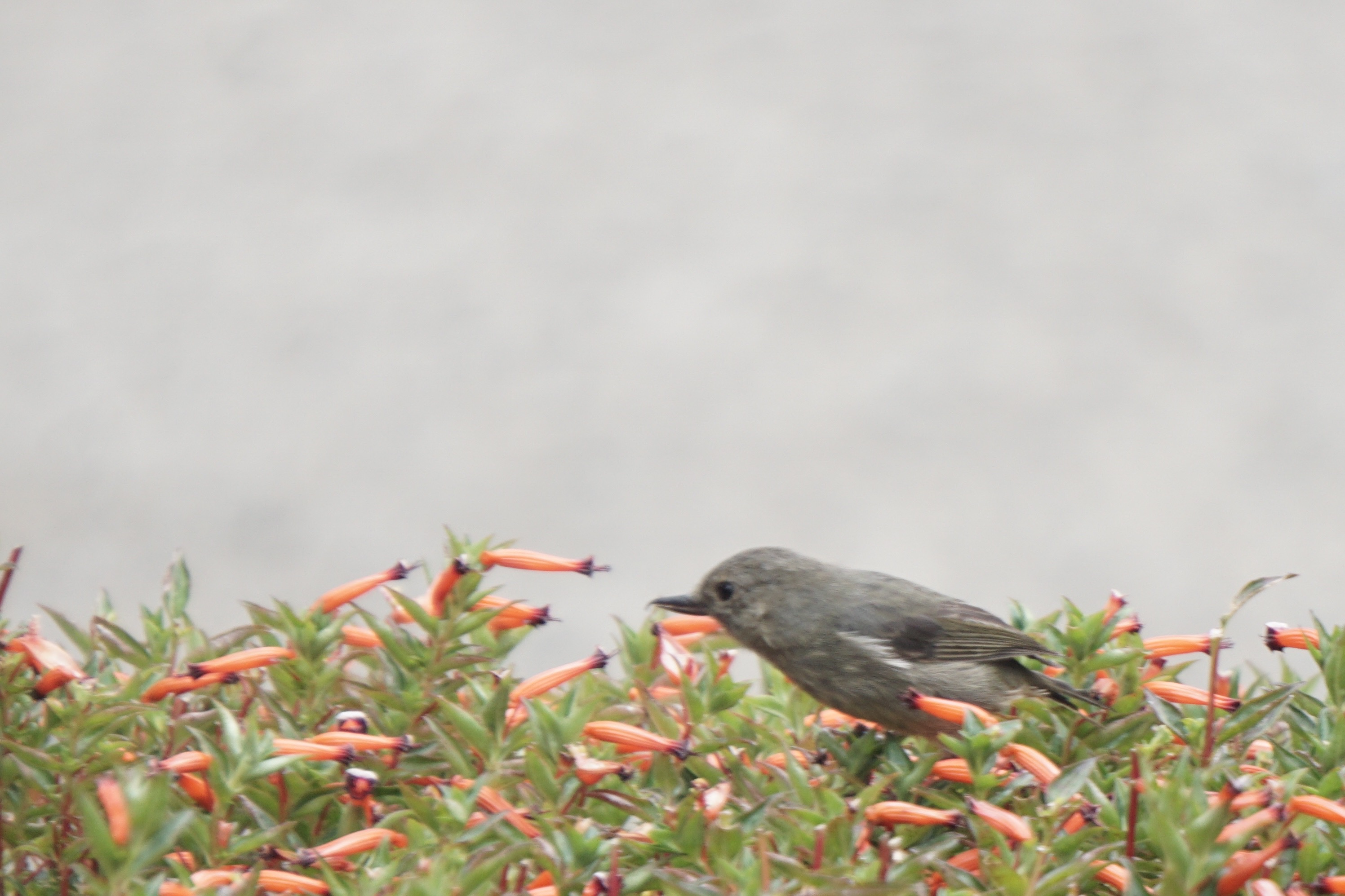  Slaty Flowerpiercer 