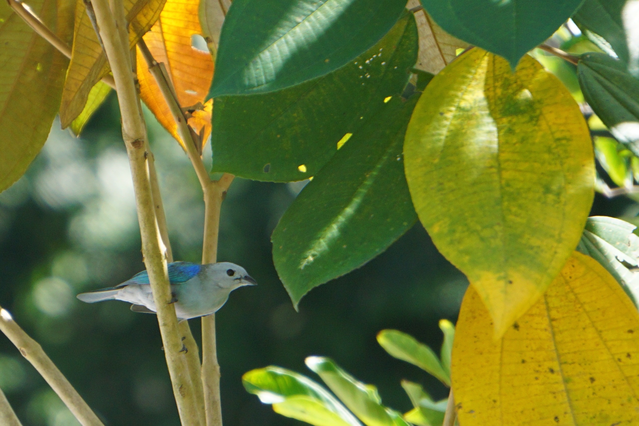  Blue-gray tanager 