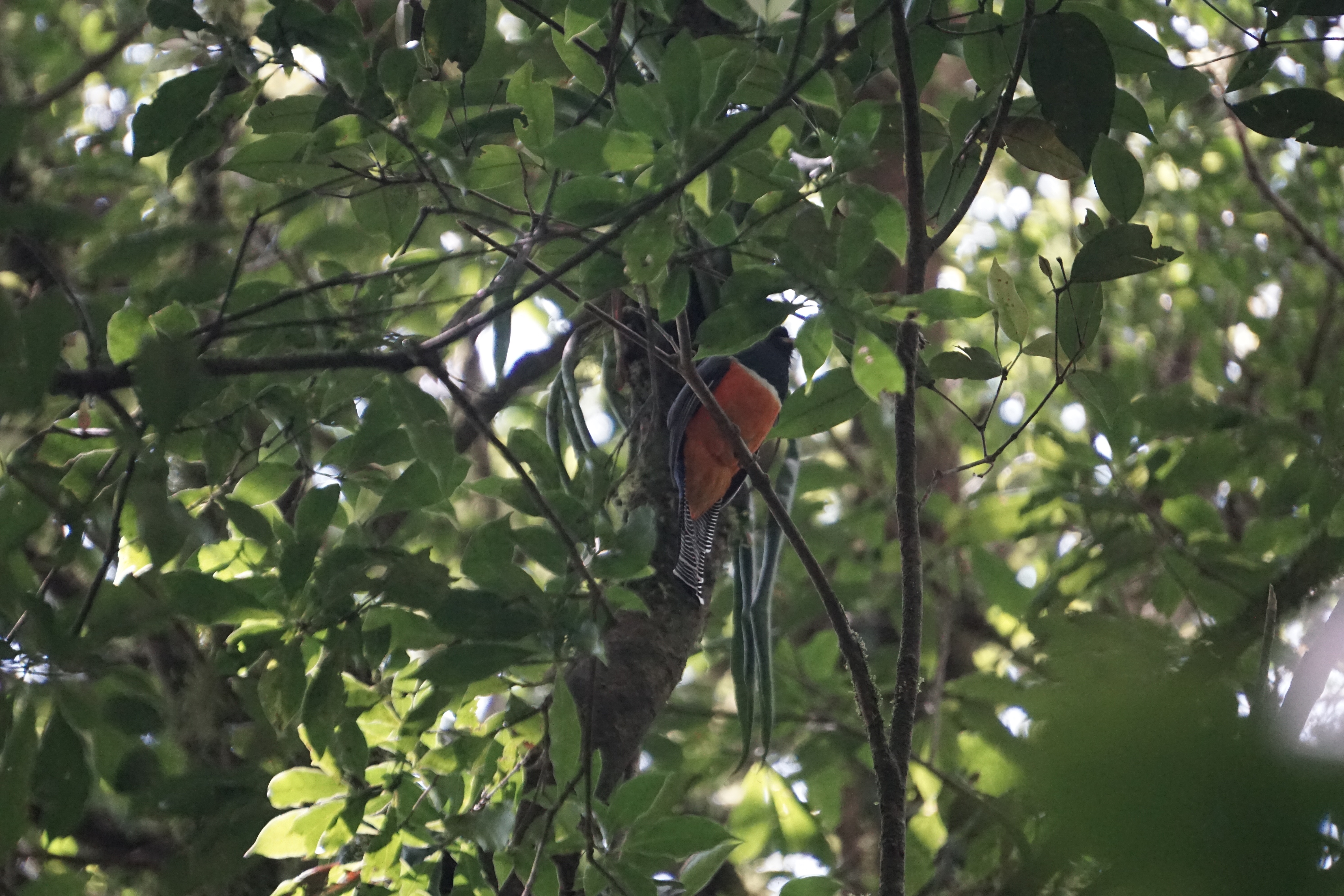  Collared trogon 