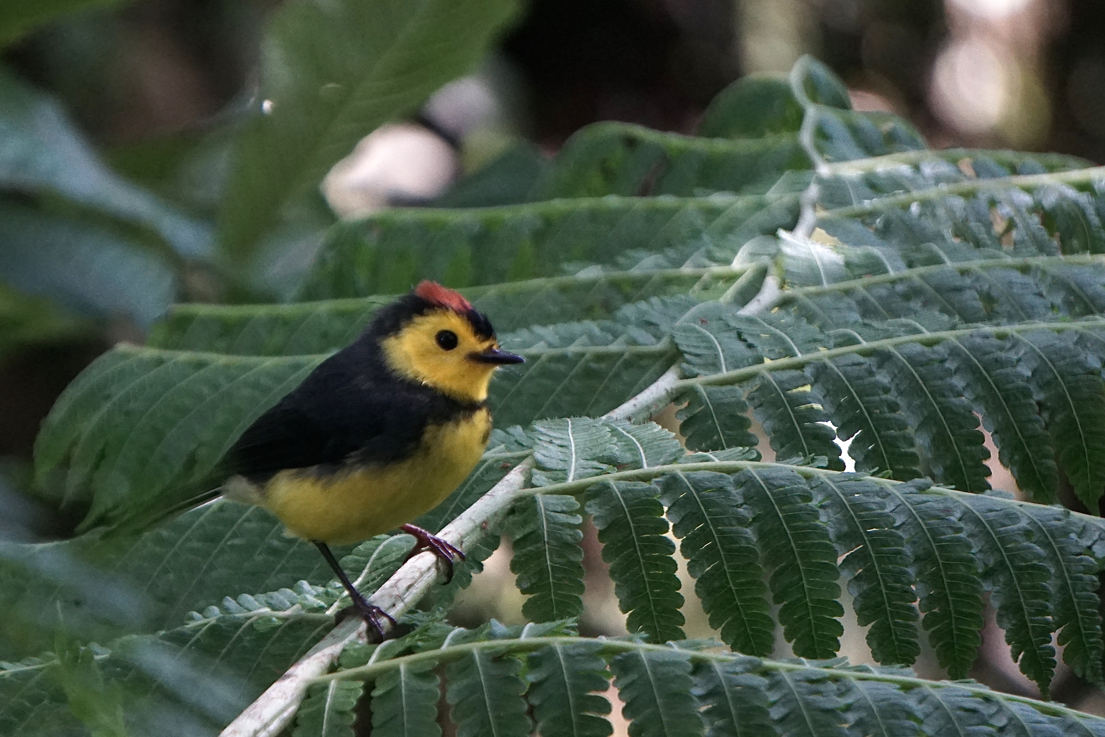 Collared redstart 