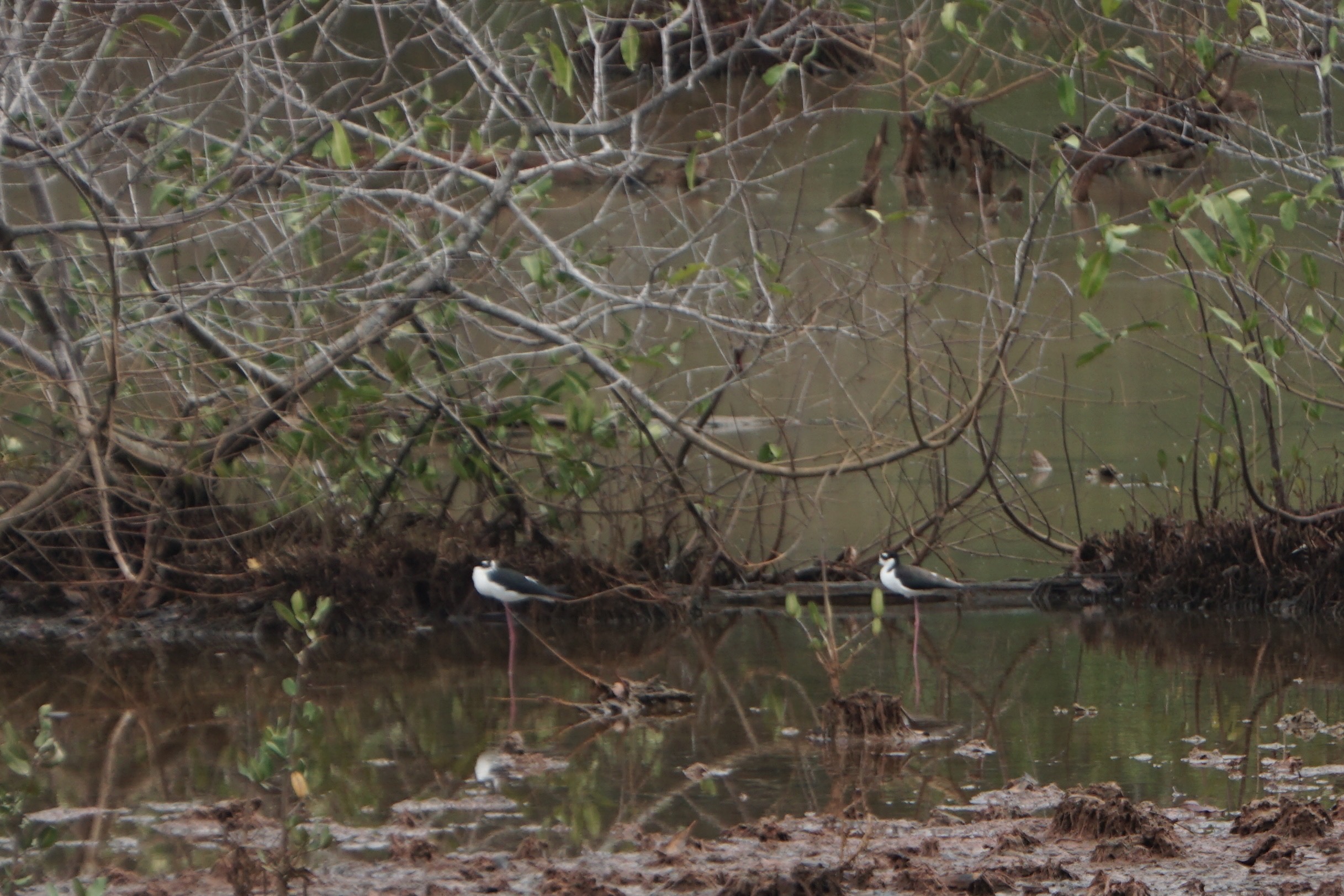  Black-necked stilts 