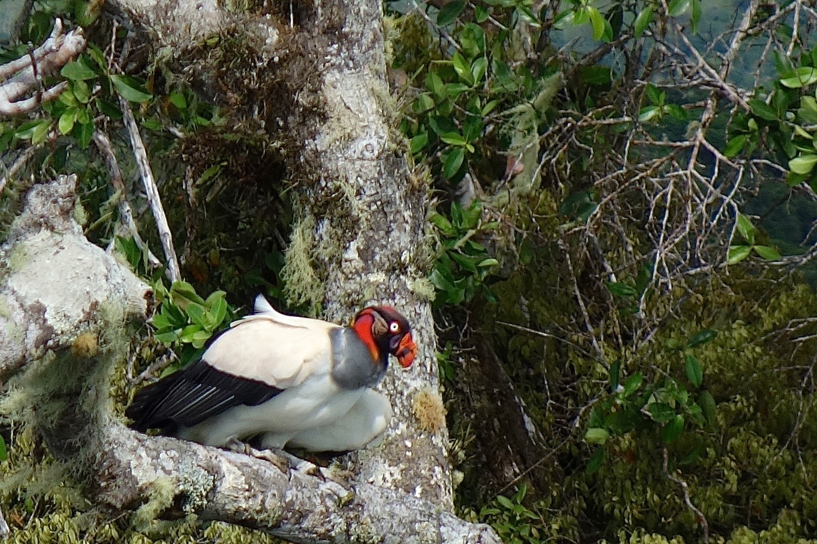  King vulture 