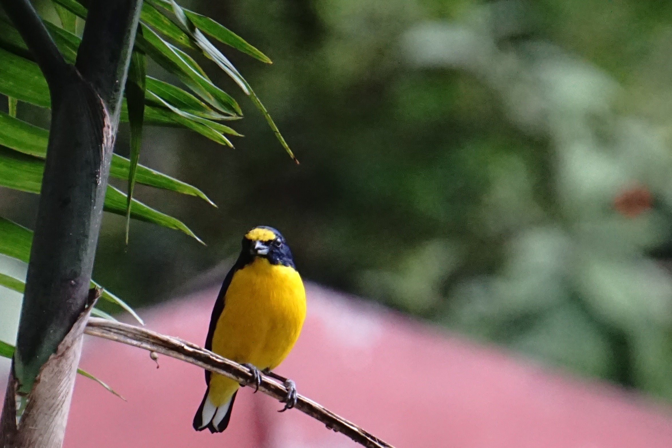  Yellow-throated euphonia 