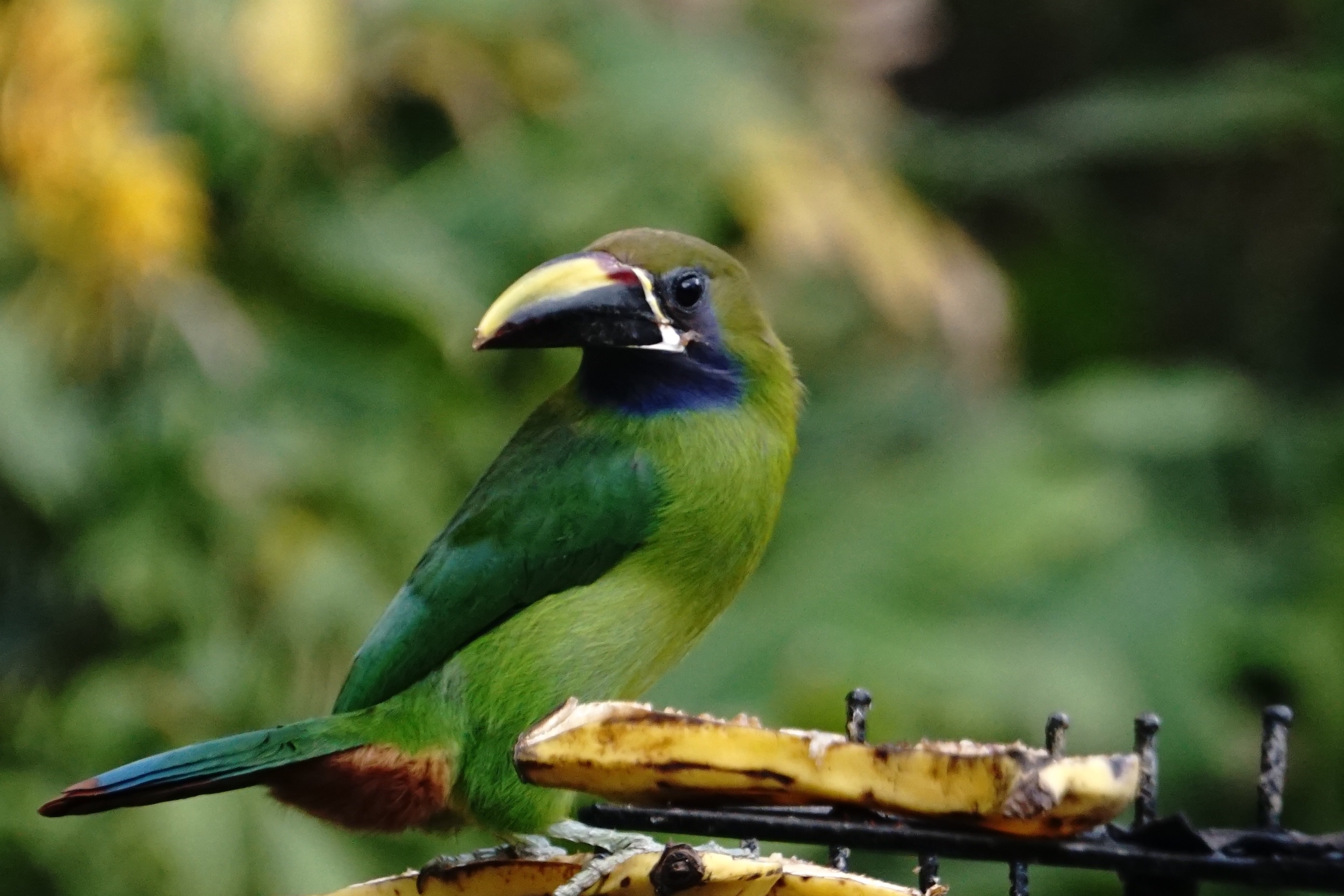  Green toucanette 