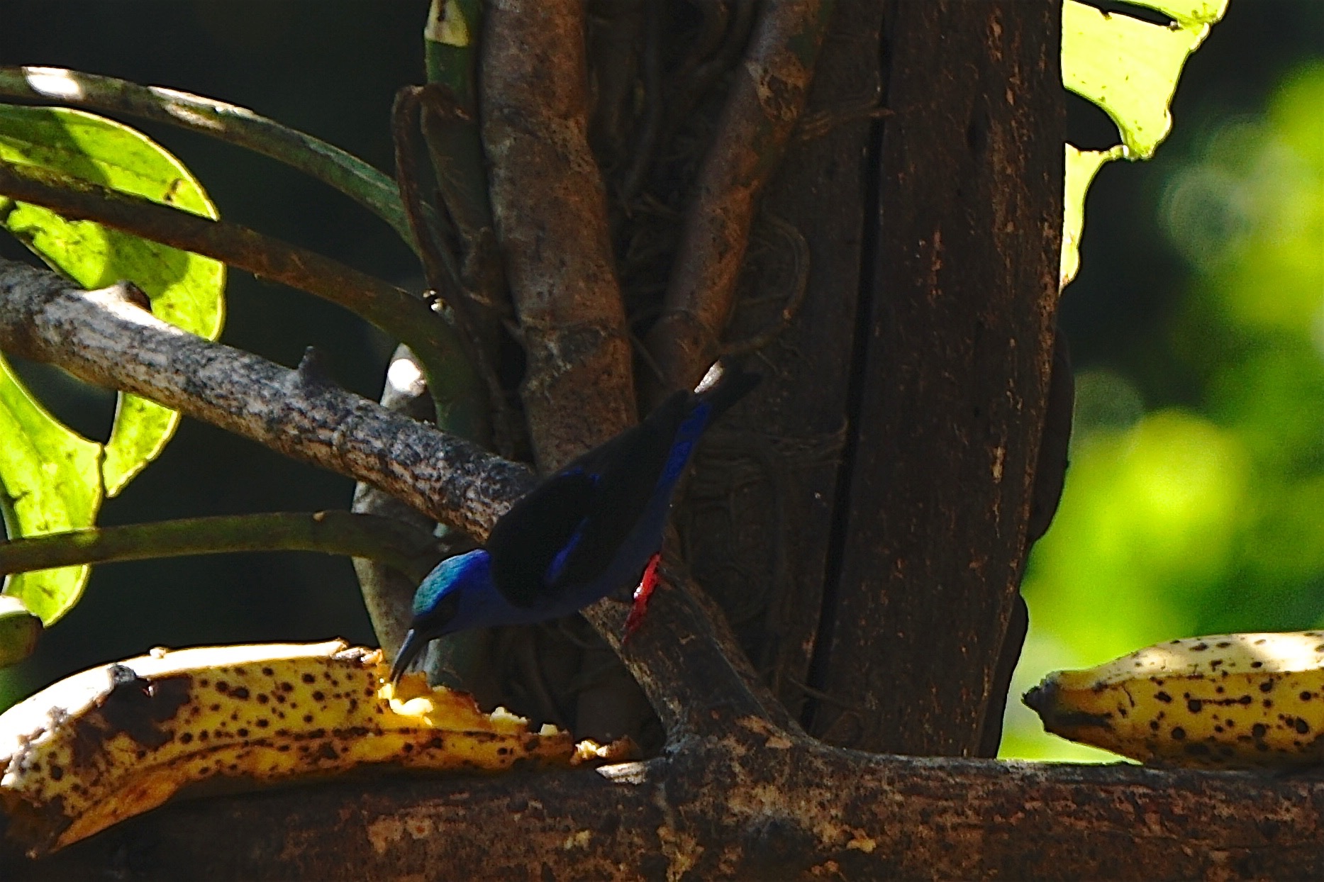  Red-legged honeycreeper 