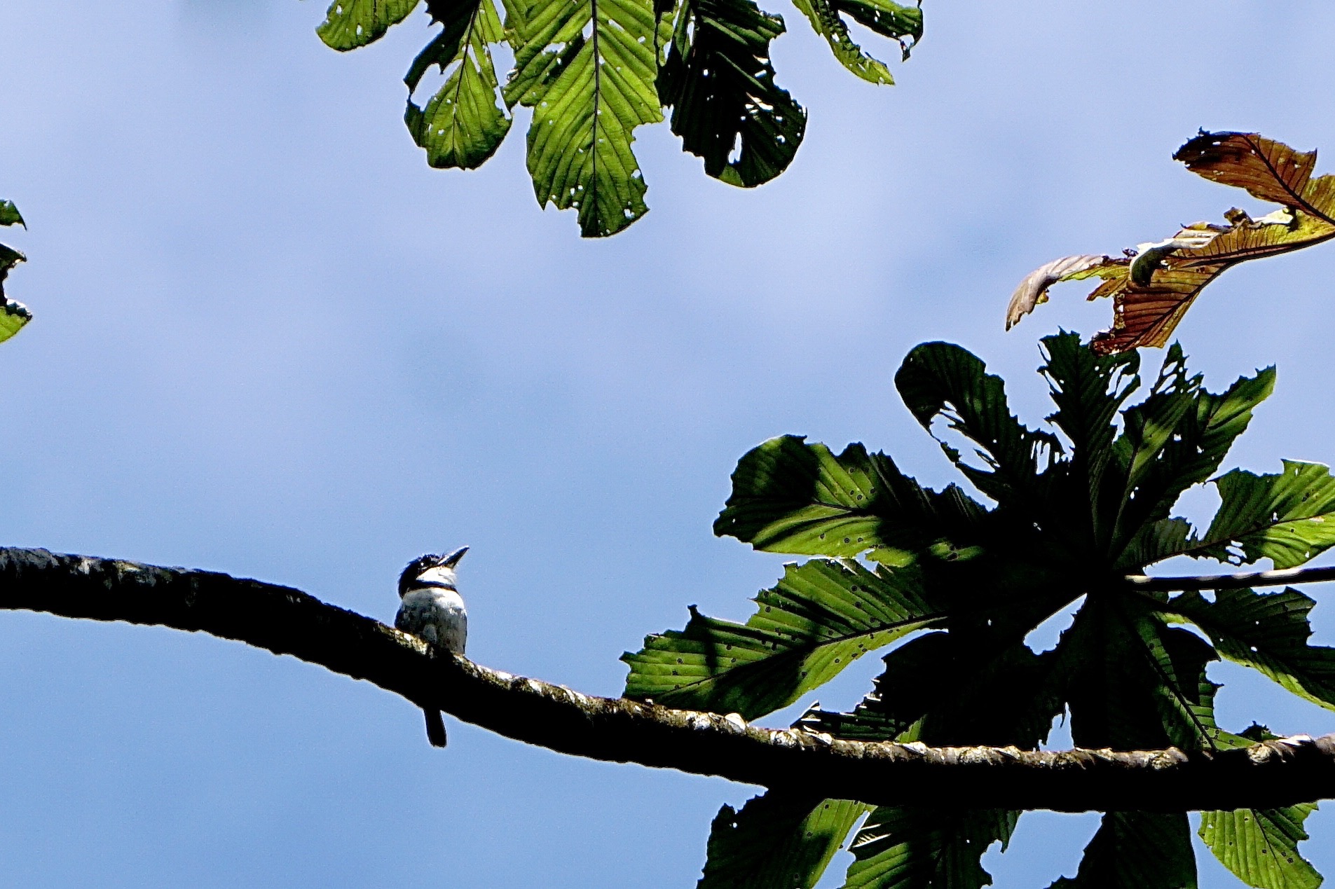  Pied puffbird 