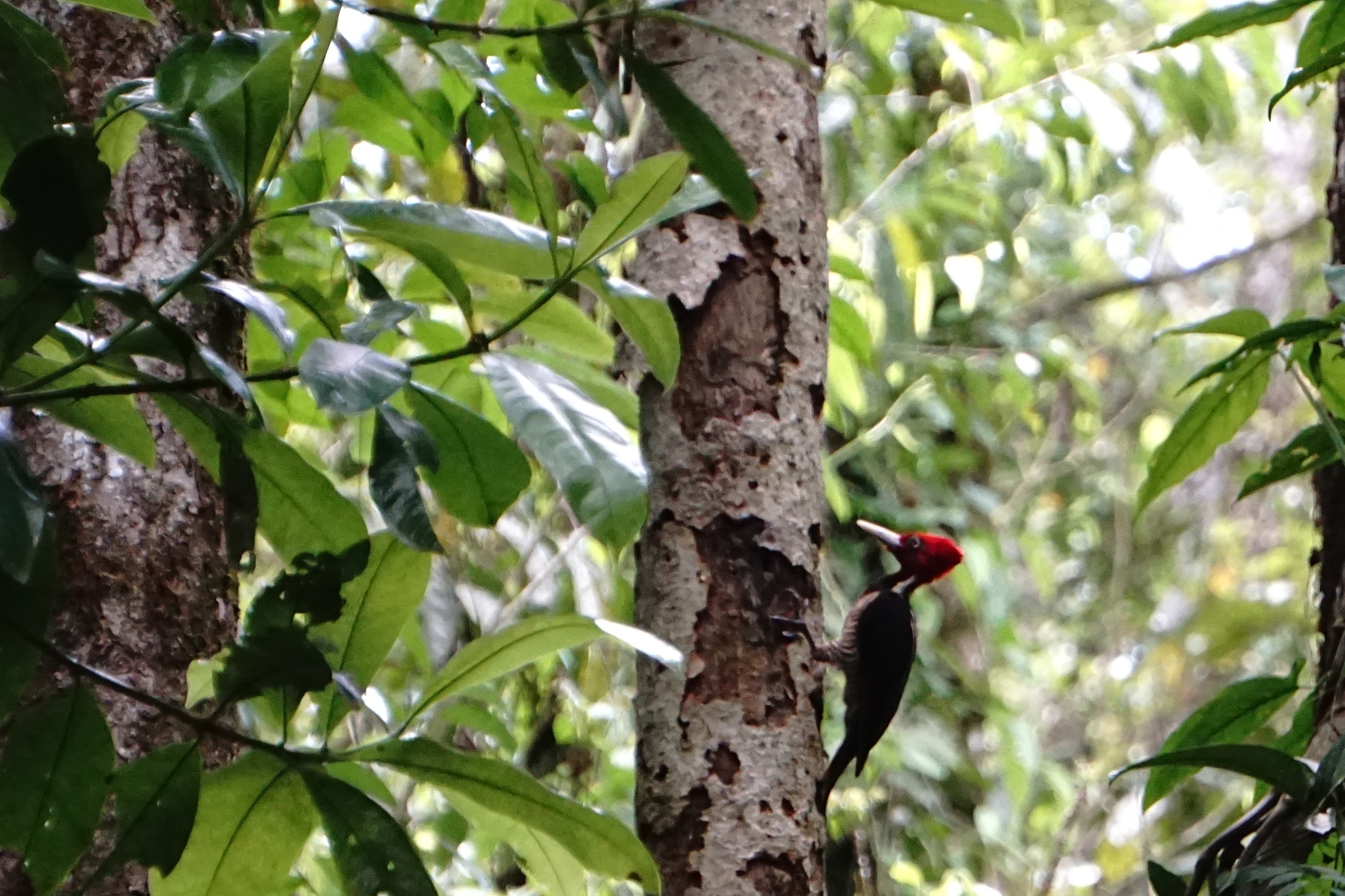  Pale-billed woodpecker 