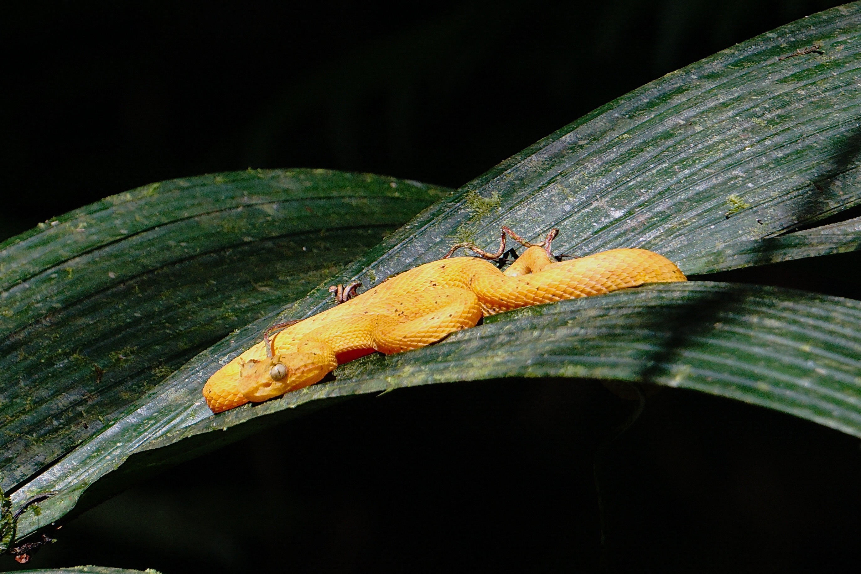  Eyelsh pit-viper 
