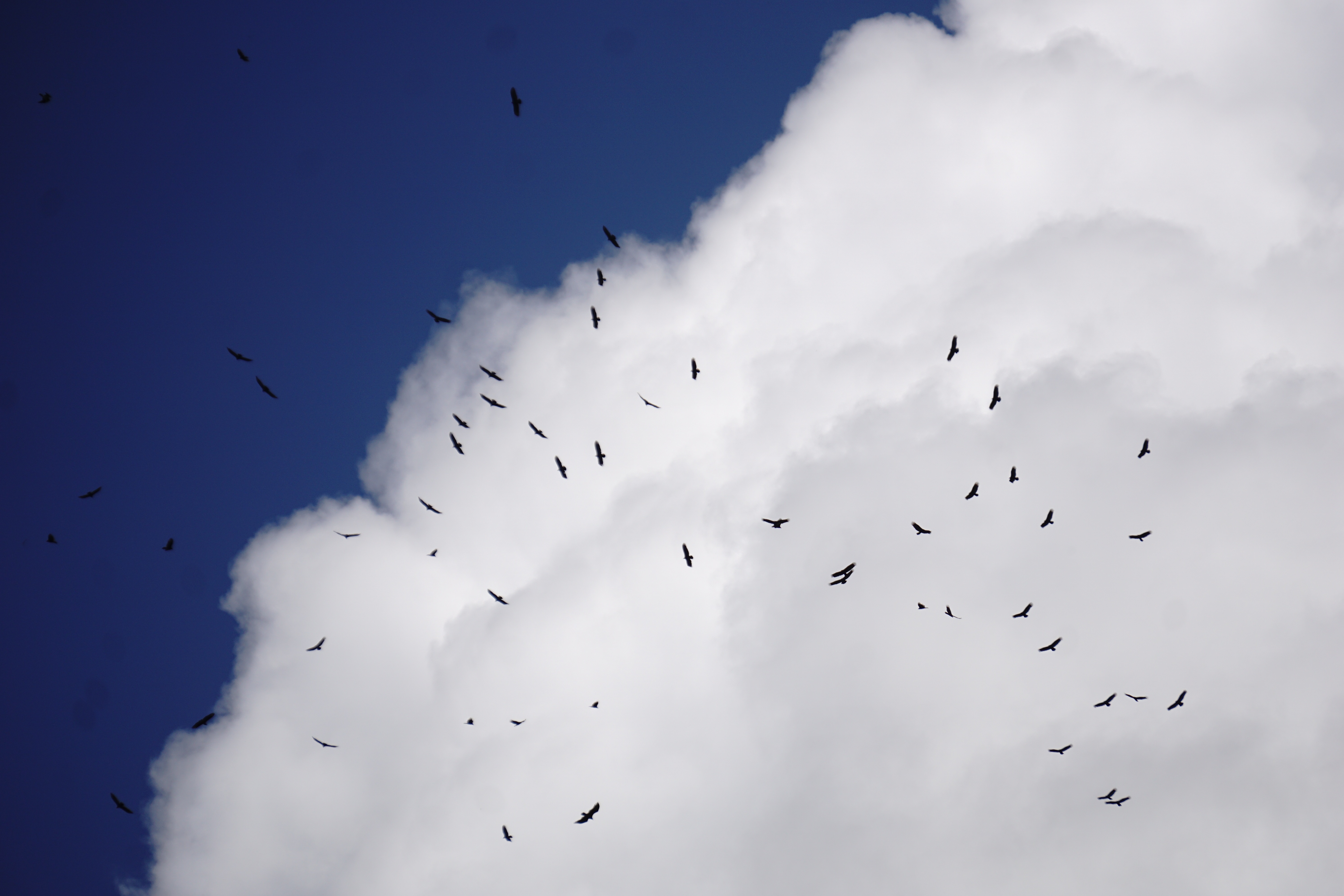  Swainson' hawks migrating 