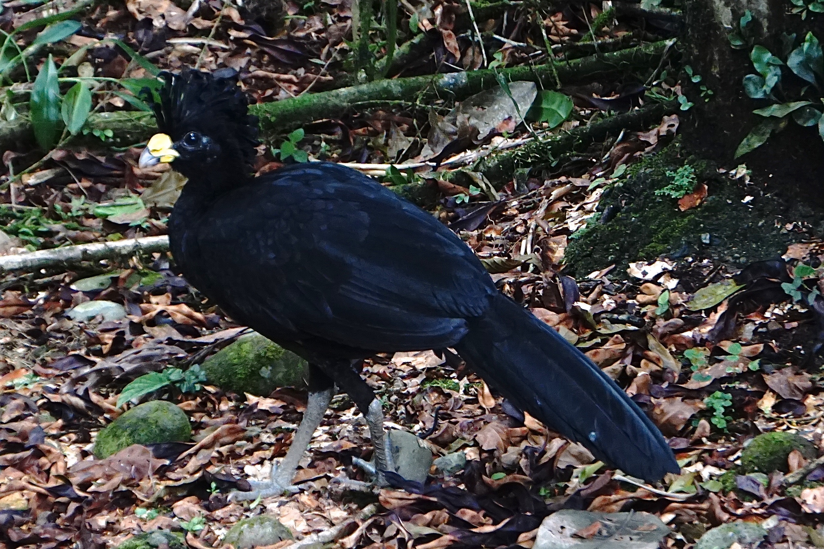  Great currasow 