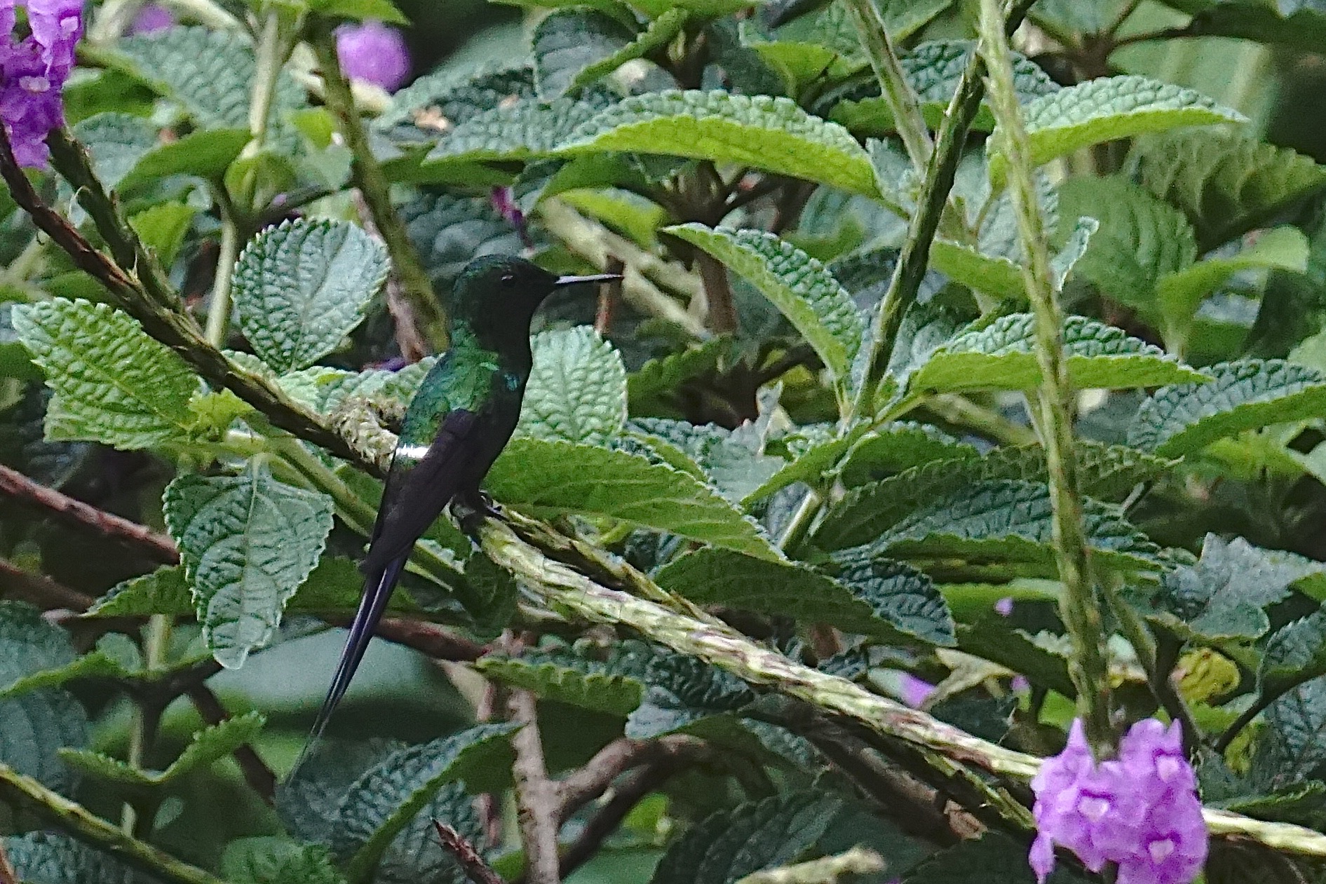  Green thorntail 