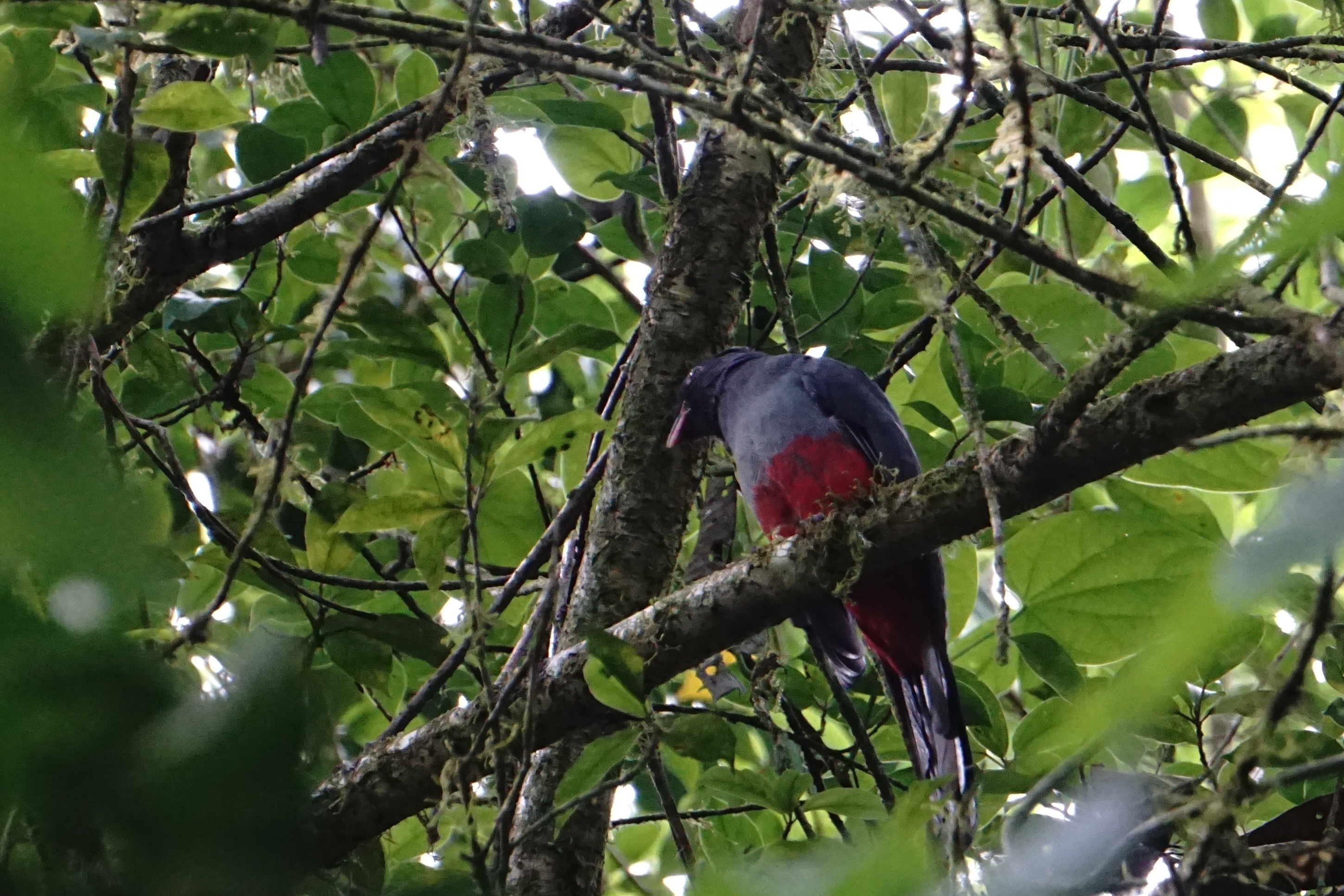  female Slaty-tailed trogon 