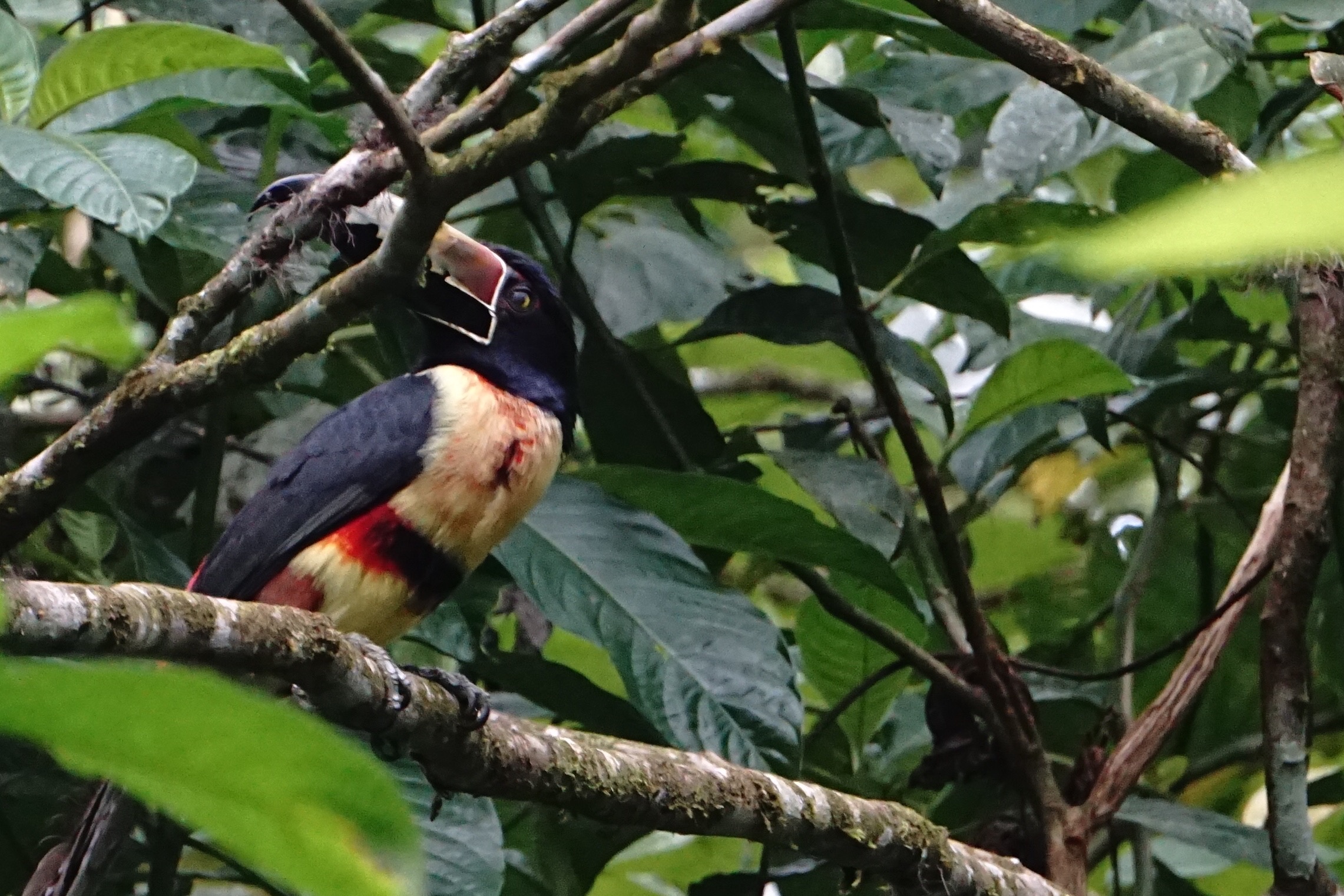  Collared aracari 